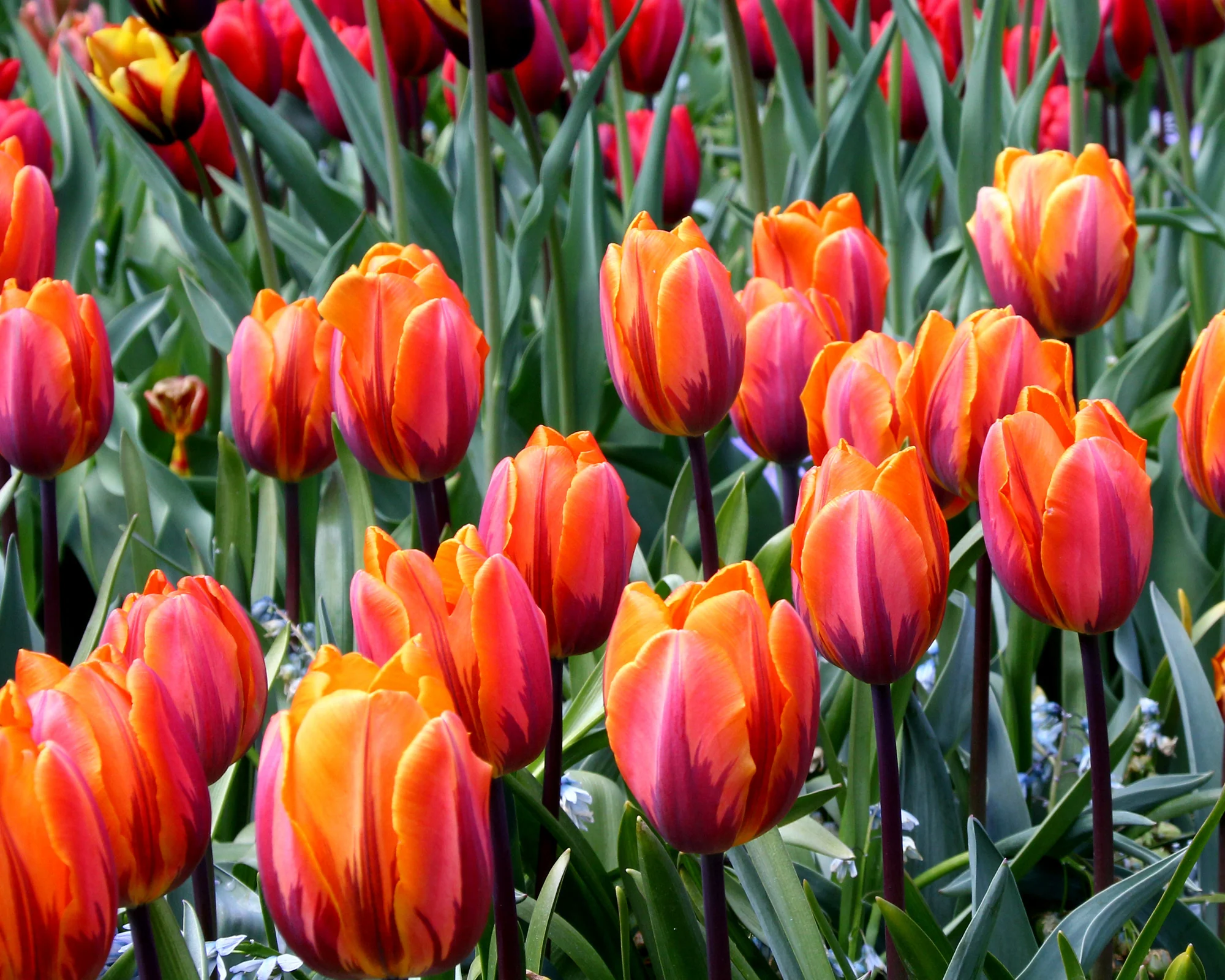 Tulip 'Prinses Irene' - Image 7