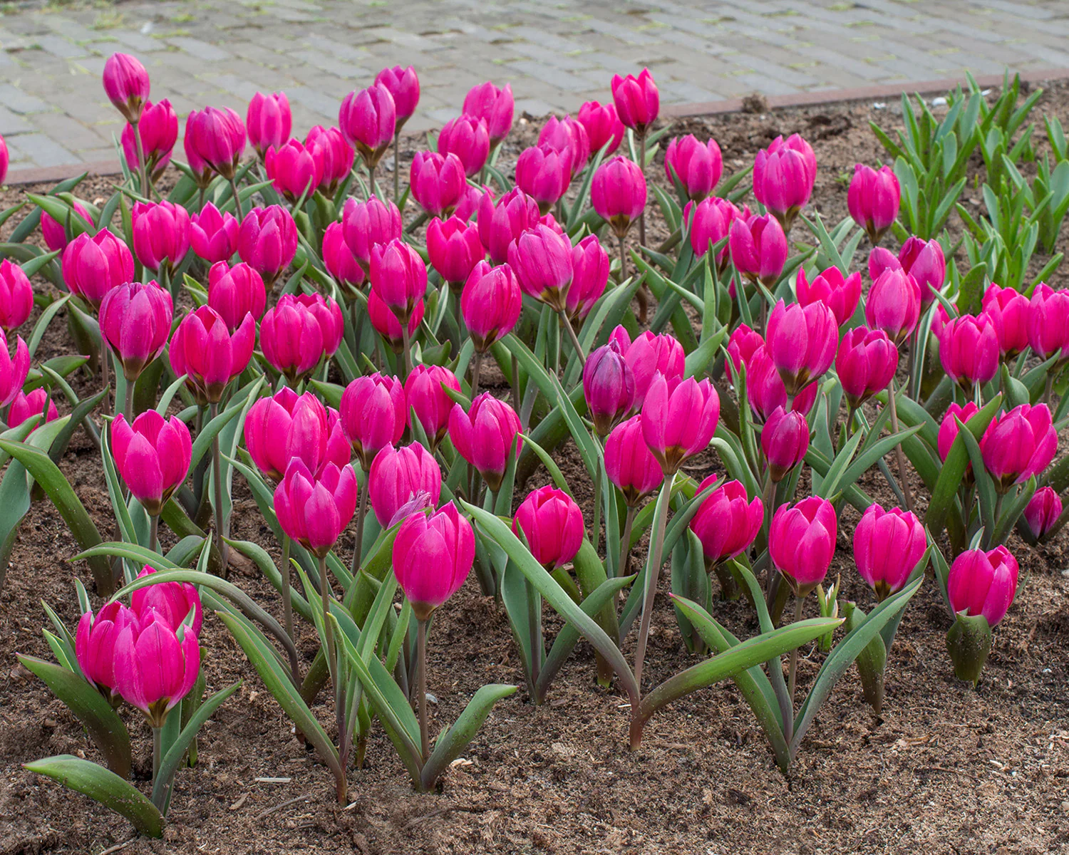 Tulip pulchella violacea - Image 3
