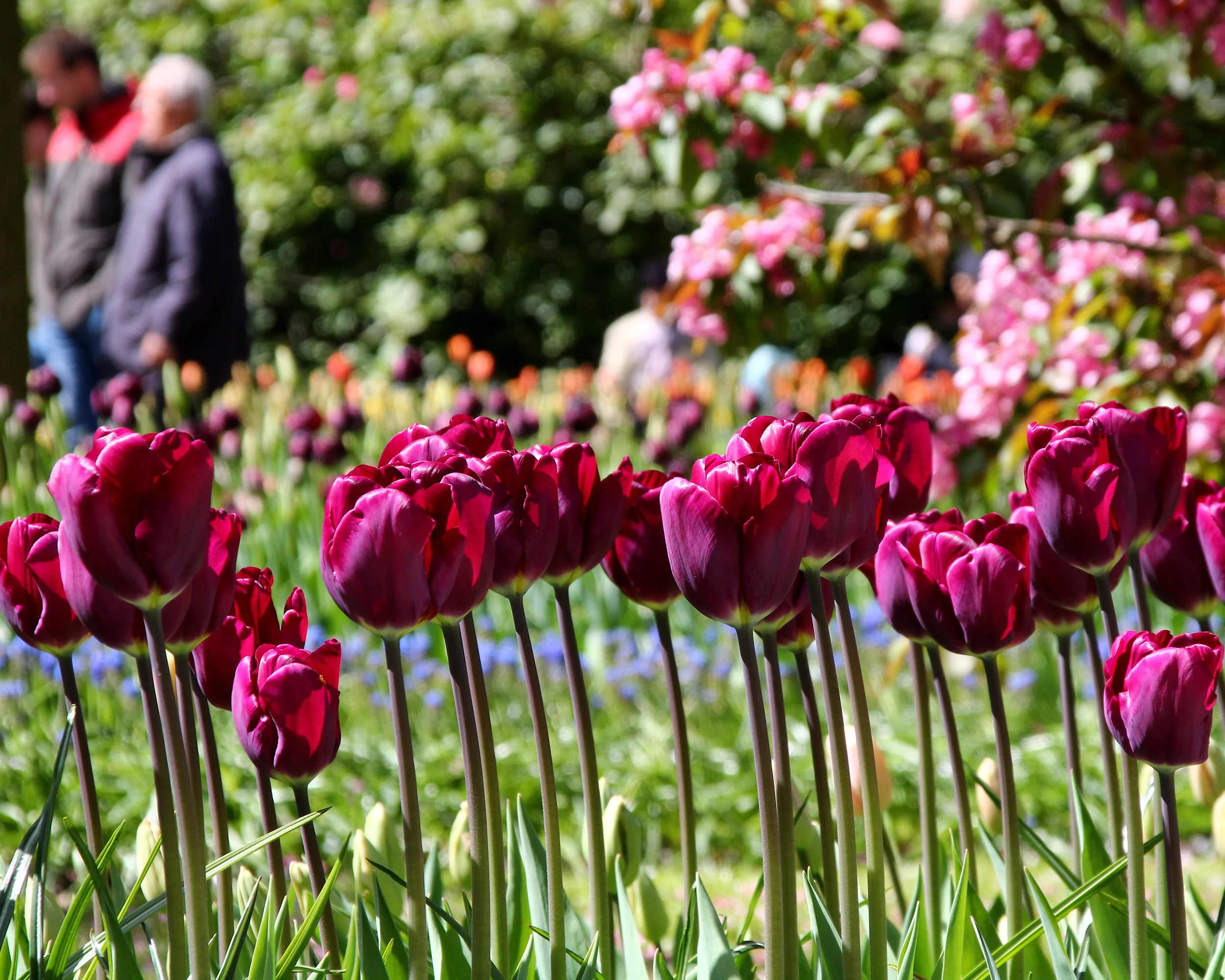 Tulip 'Purple Lady' - Image 2