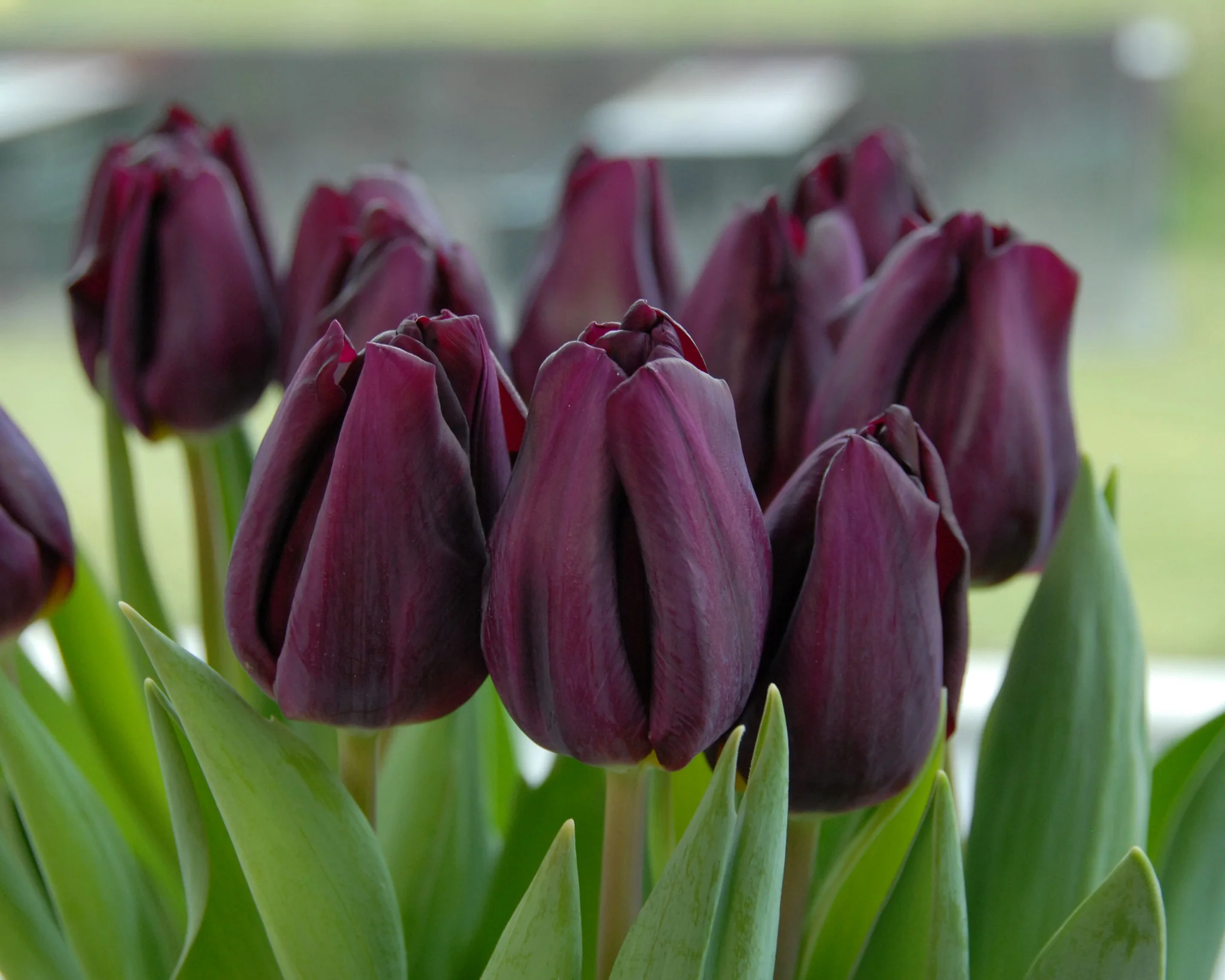 Tulip 'Purple Lady' - Image 3