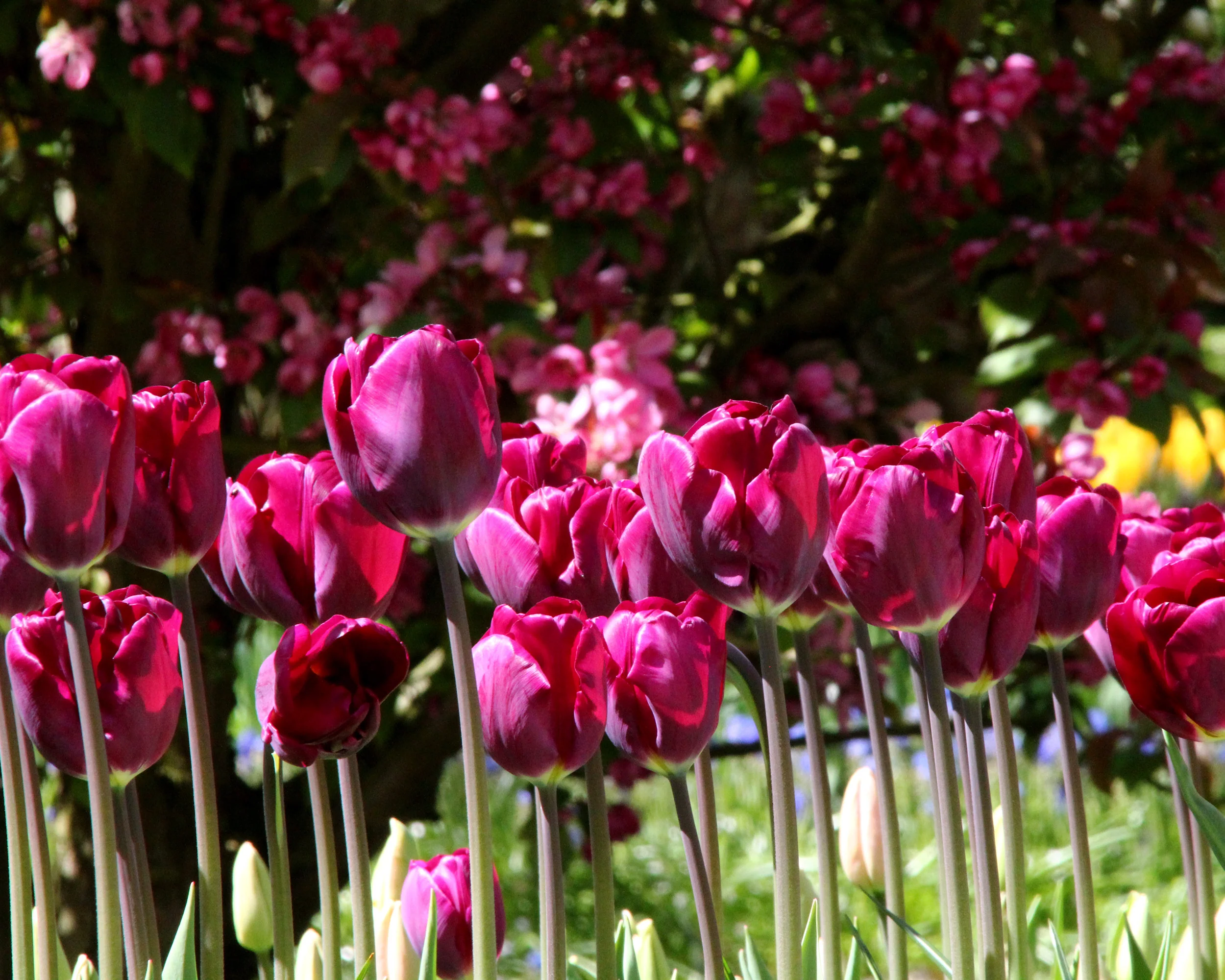 Tulip 'Purple Lady' - Image 5