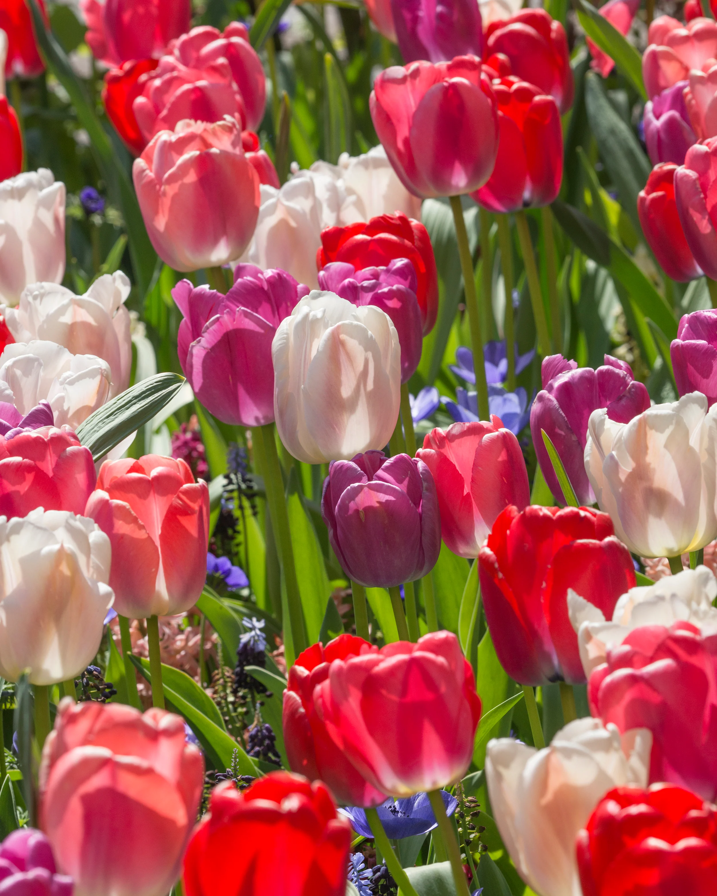 Tulip 'Purple Pride' - Image 3