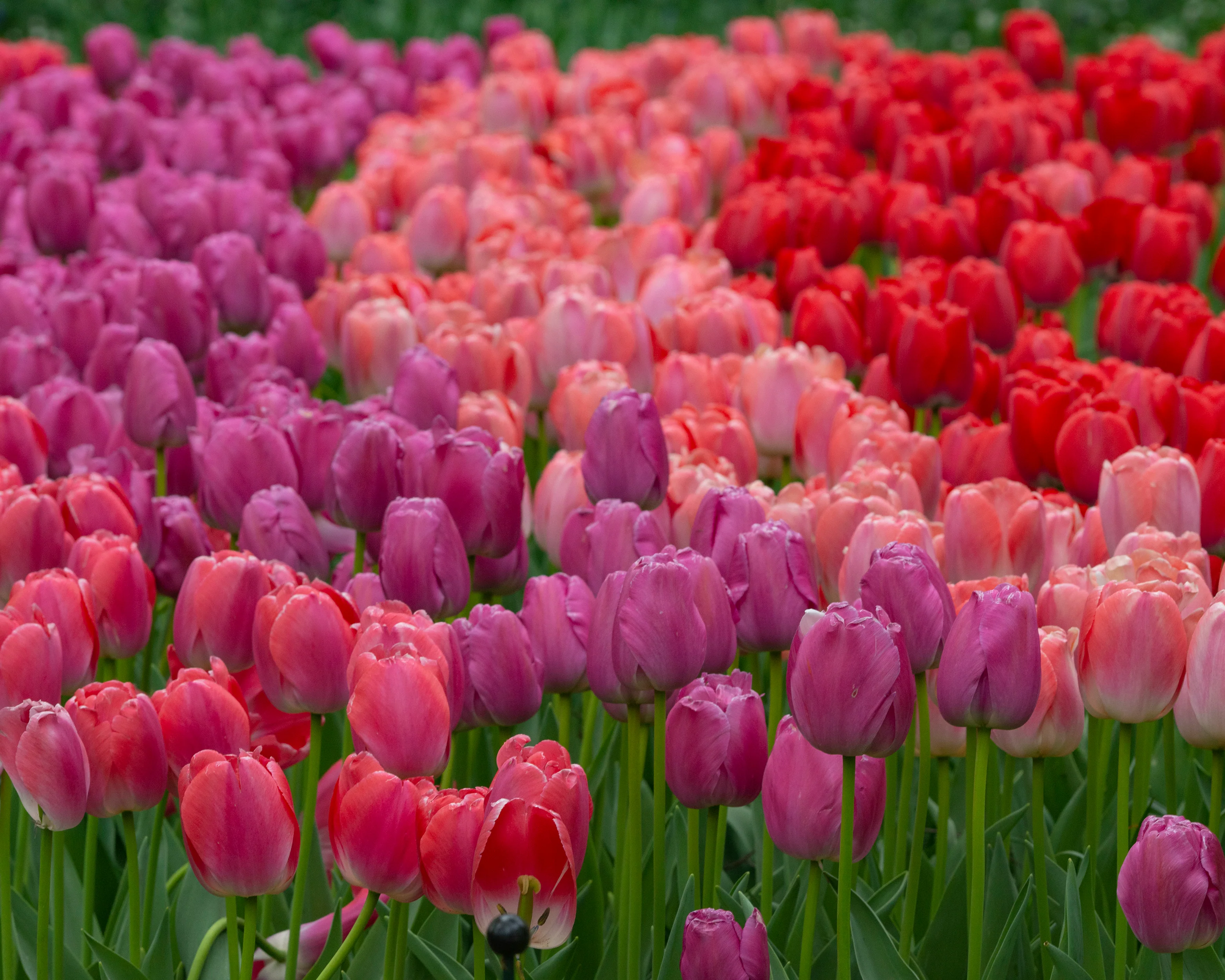 Tulip 'Purple Pride' - Image 4