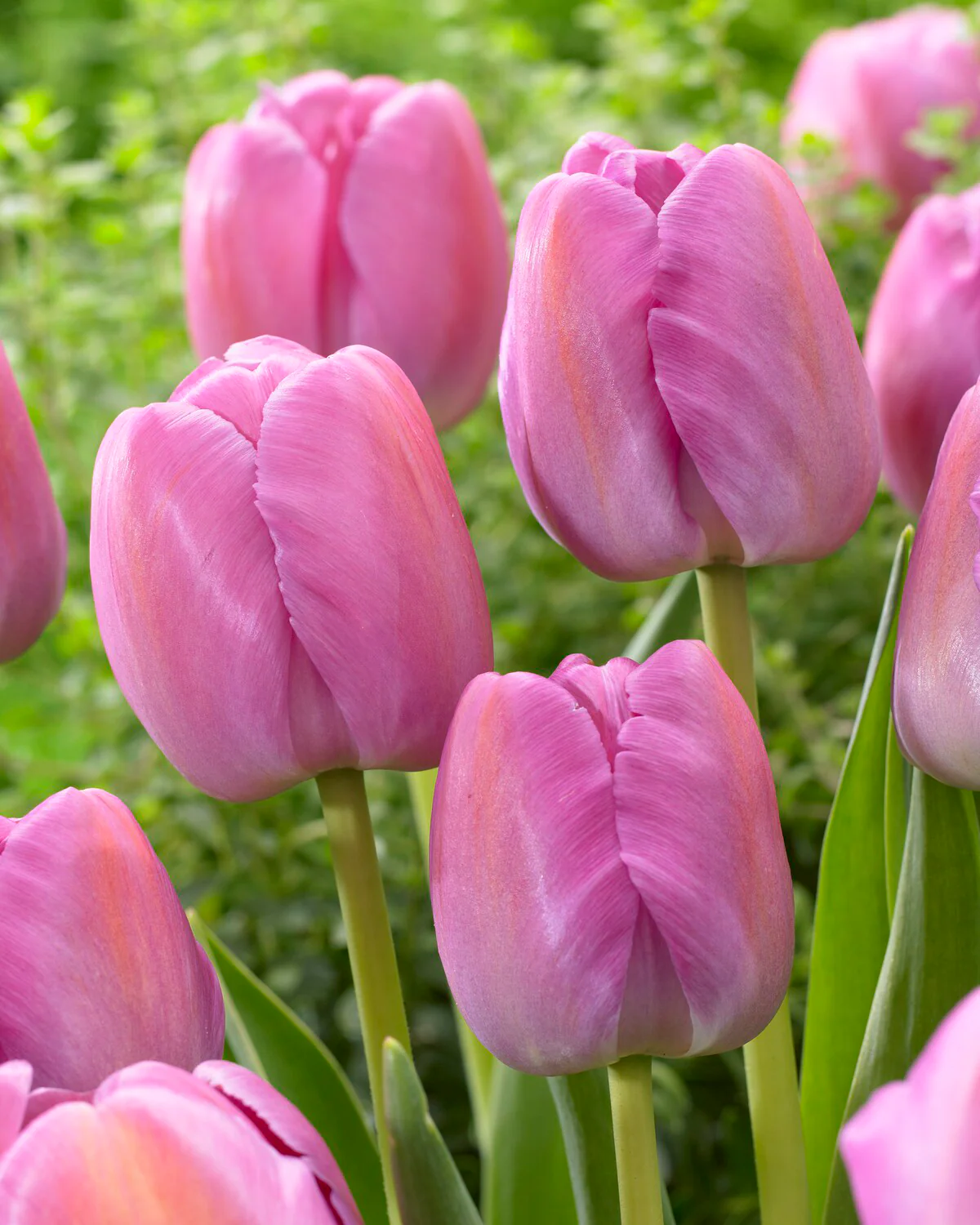 Tulip 'Purple Pride' - Image 8