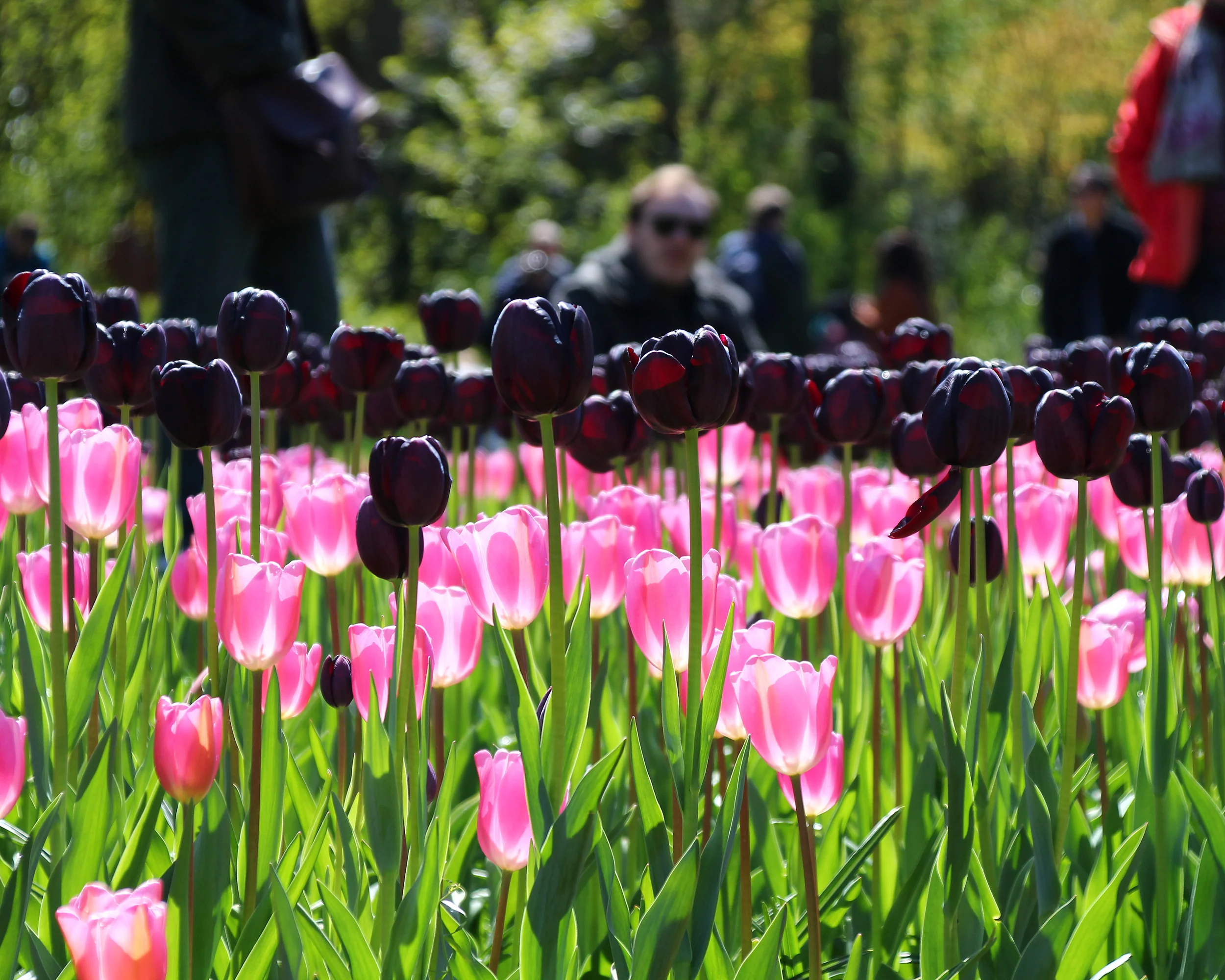 Tulip 'Queen of Night' - Image 10