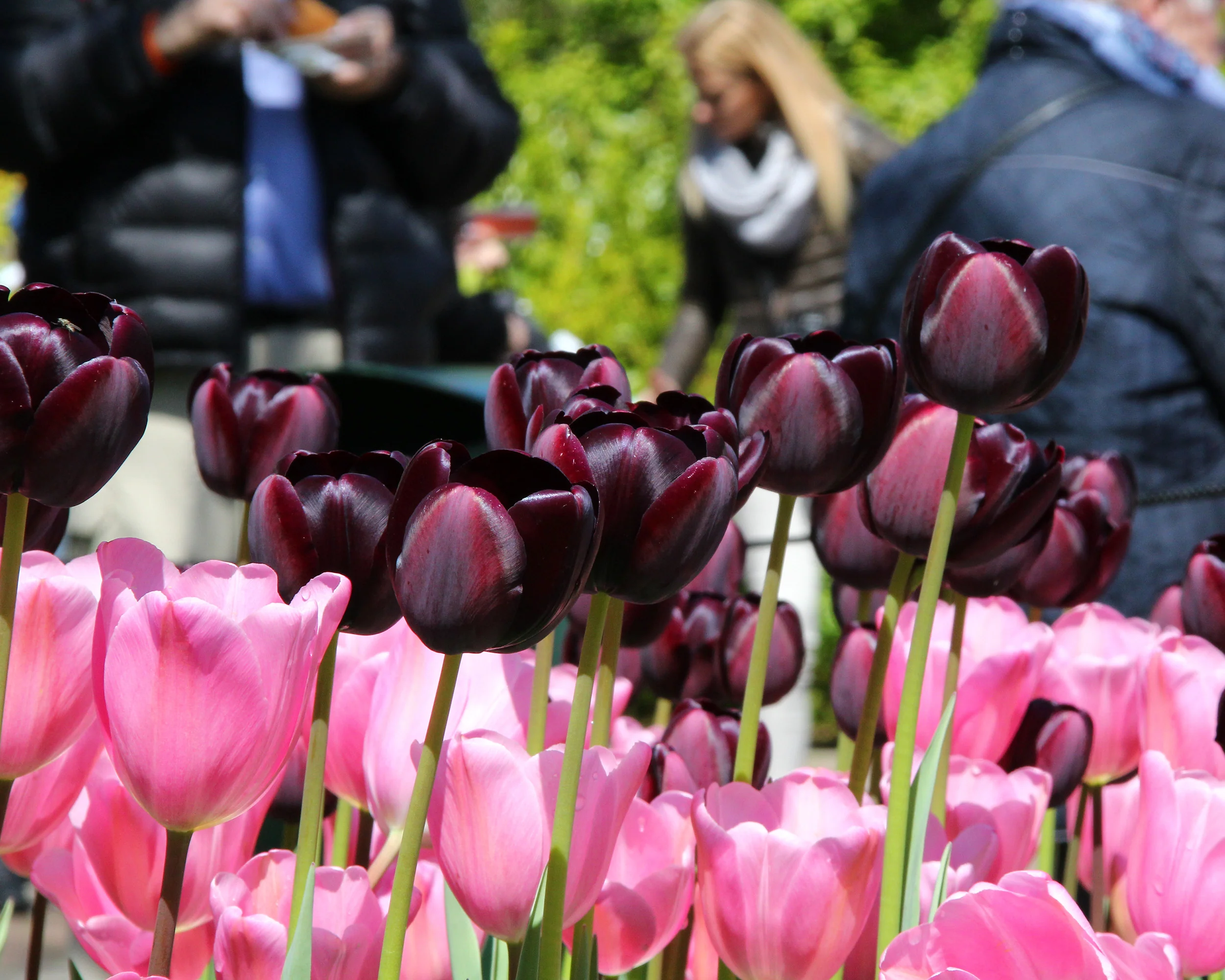 Tulip 'Queen of Night' - Image 3