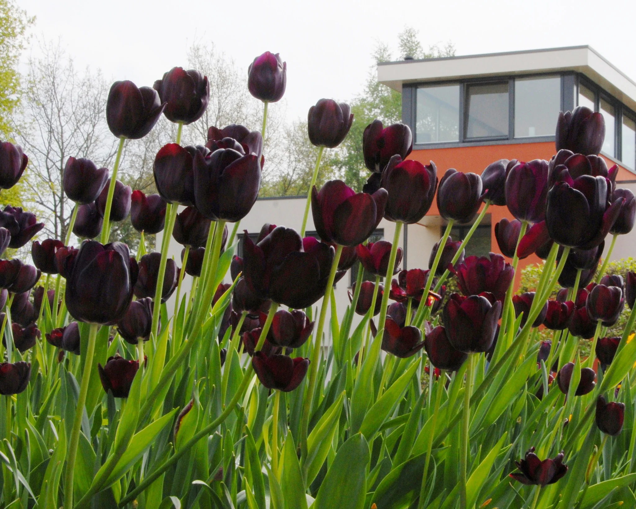 Tulip 'Queen of Night' - Image 5