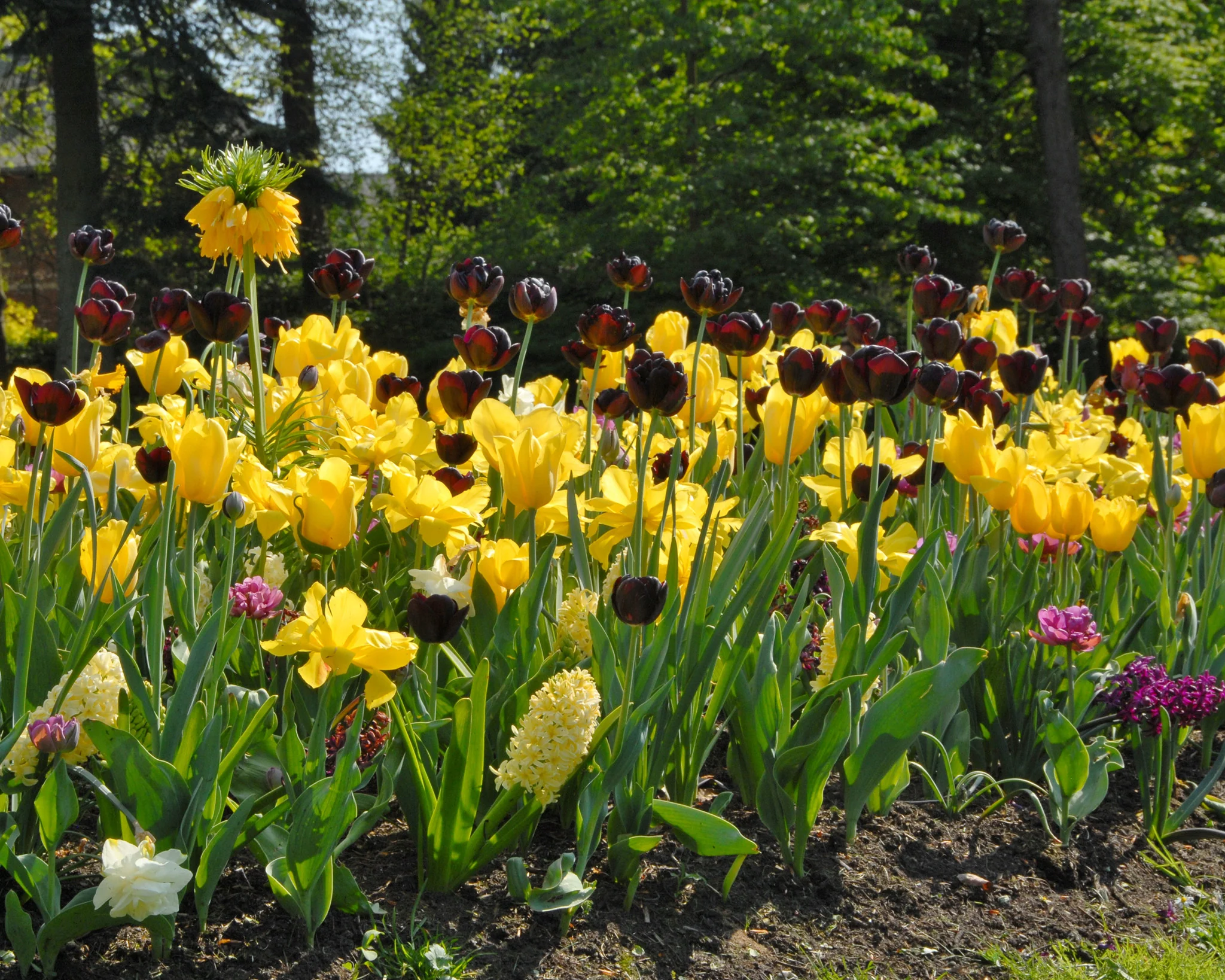 Tulip 'Queen of Night' - Image 9
