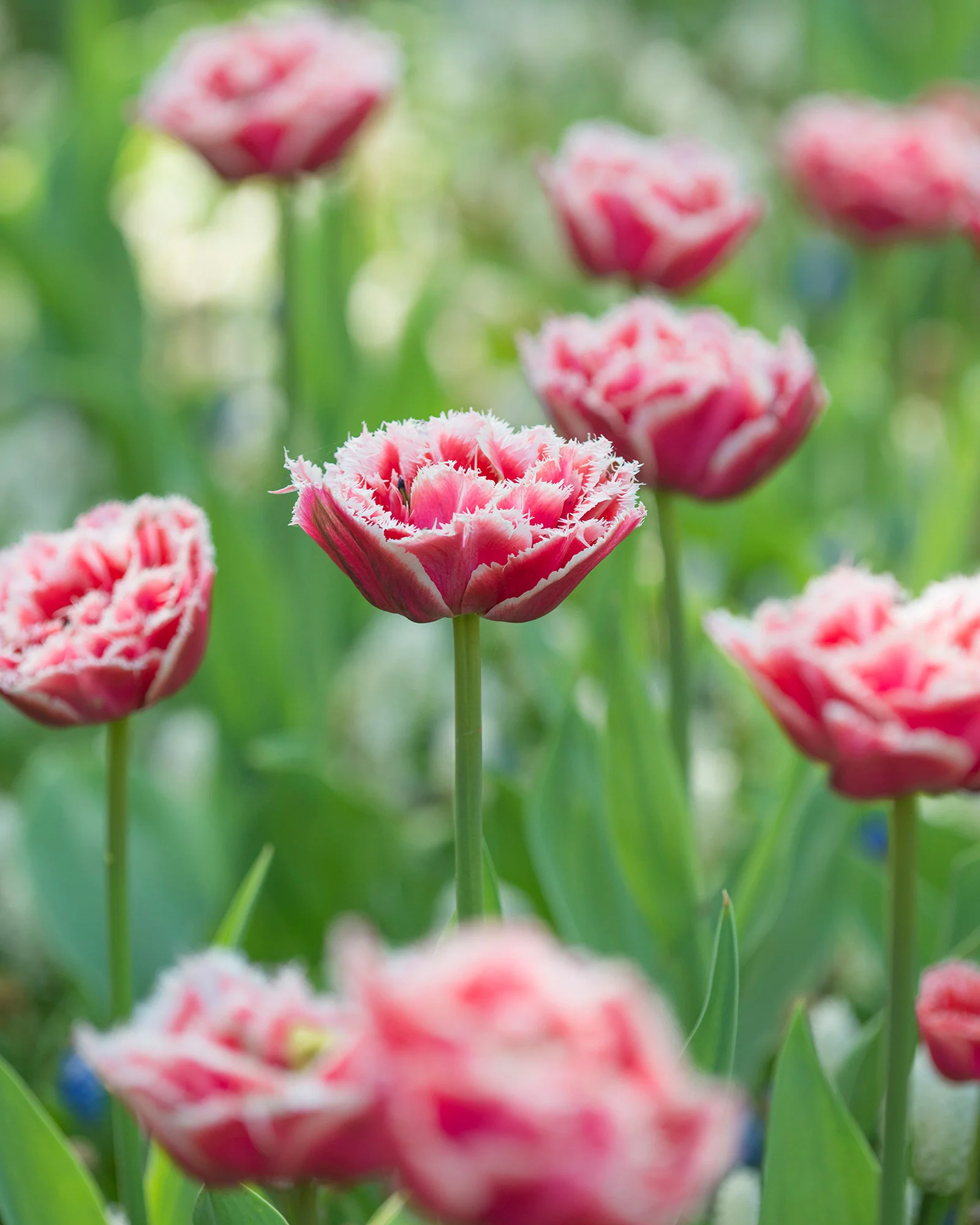 Tulip 'Queensland' - Image 3