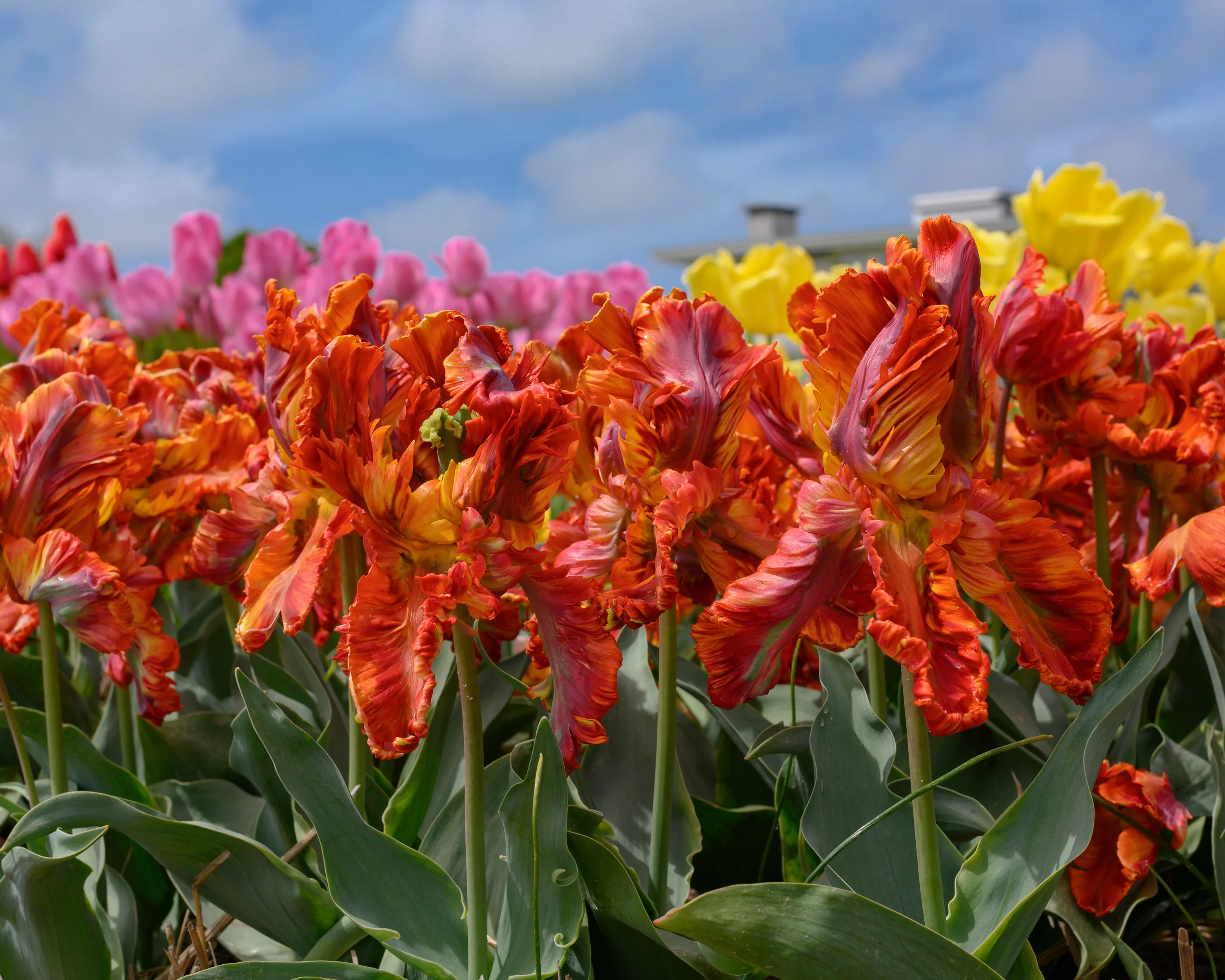Tulip 'Rasta Parrot' - Image 3