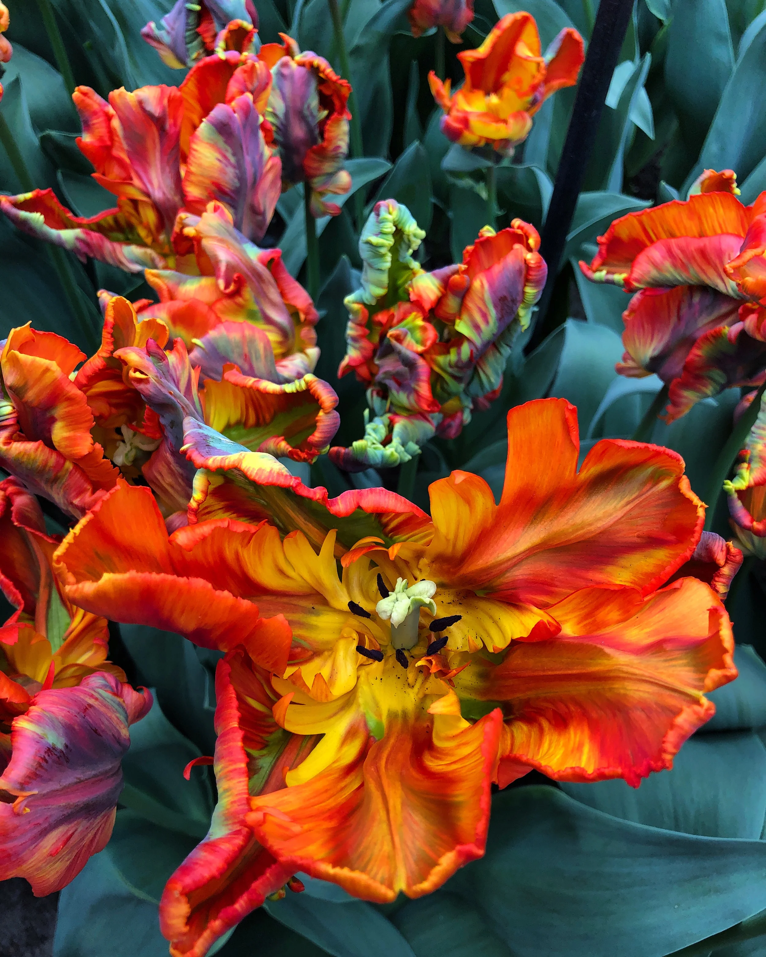 Tulip 'Rasta Parrot' - Image 4