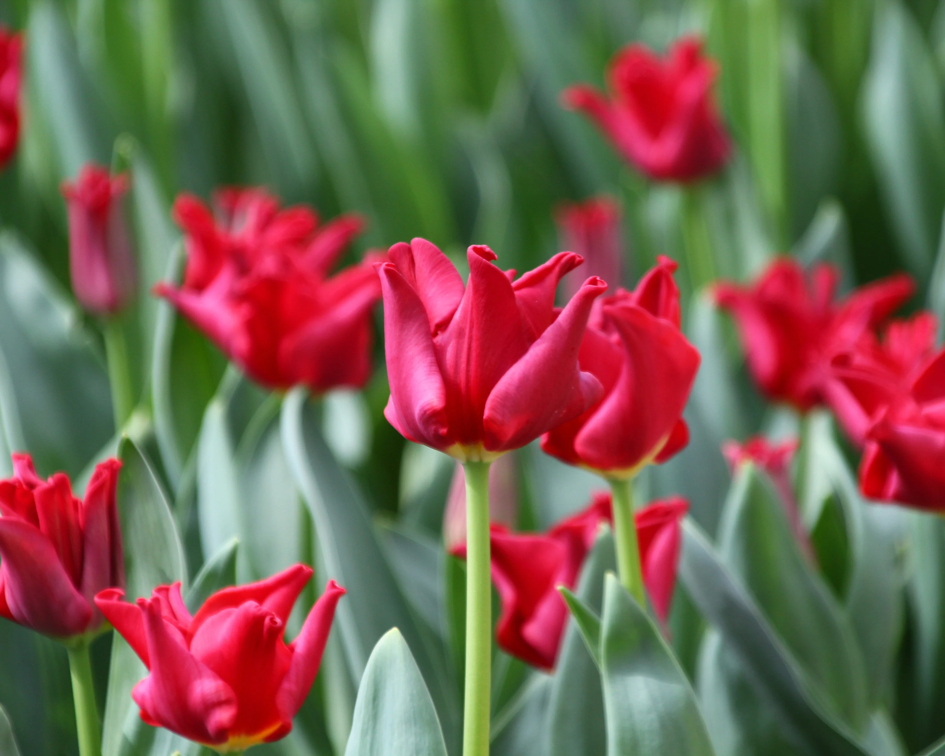 Tulip 'Red Dress' - Image 4