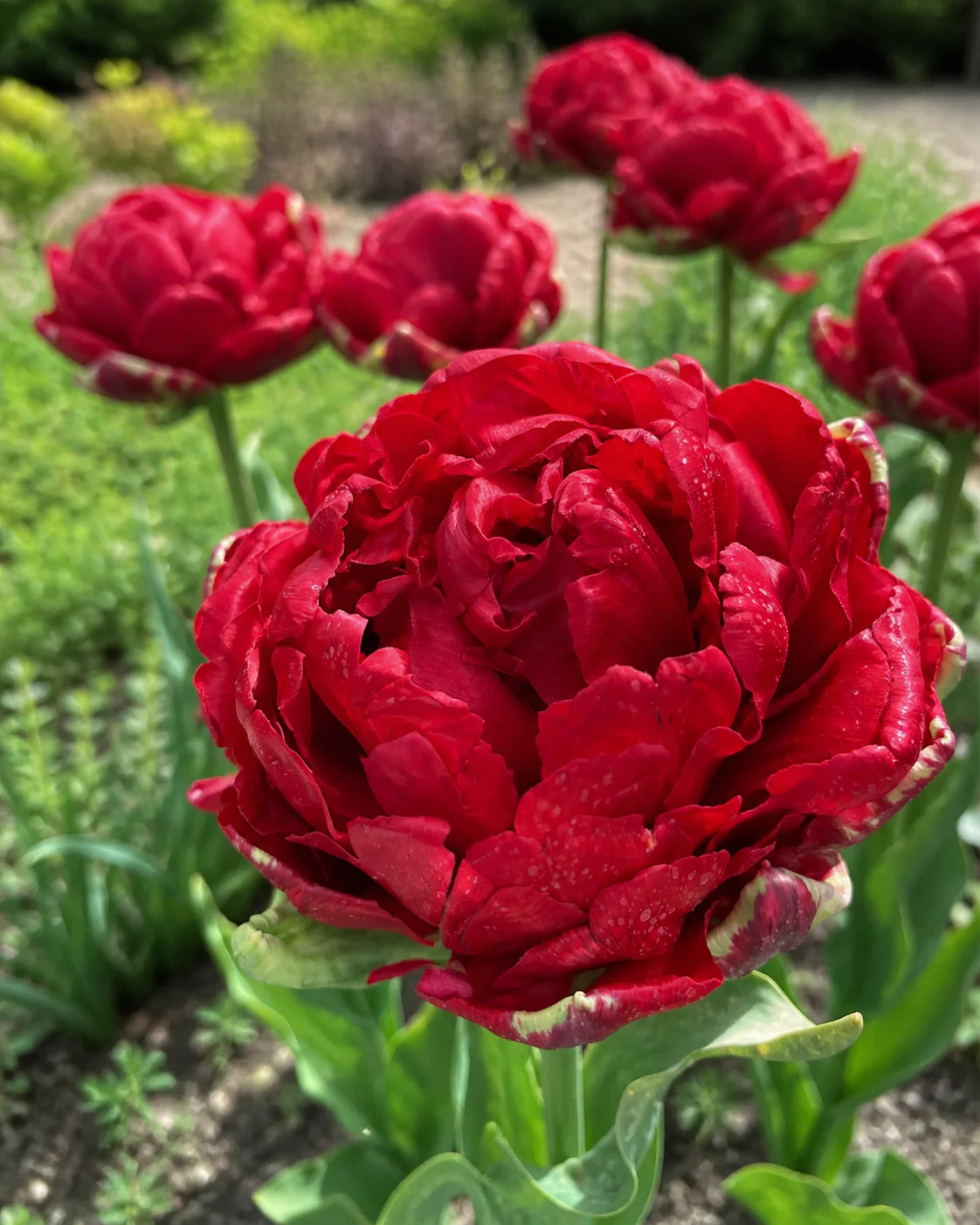 Tulip 'Red Giant' - Image 6
