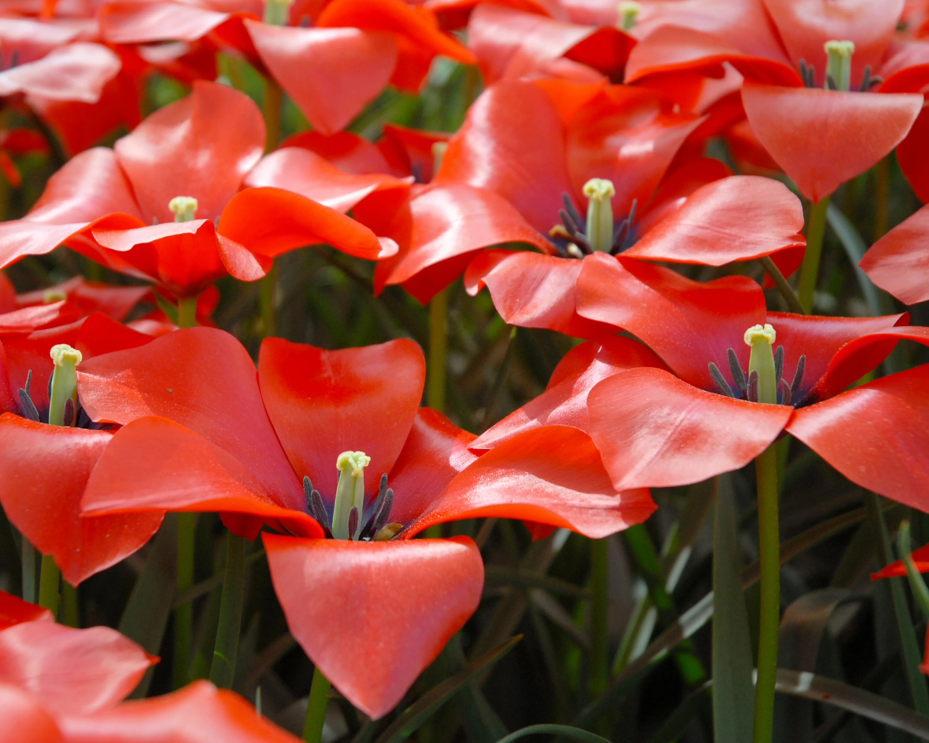 Tulip 'Red Hunter' - Image 3