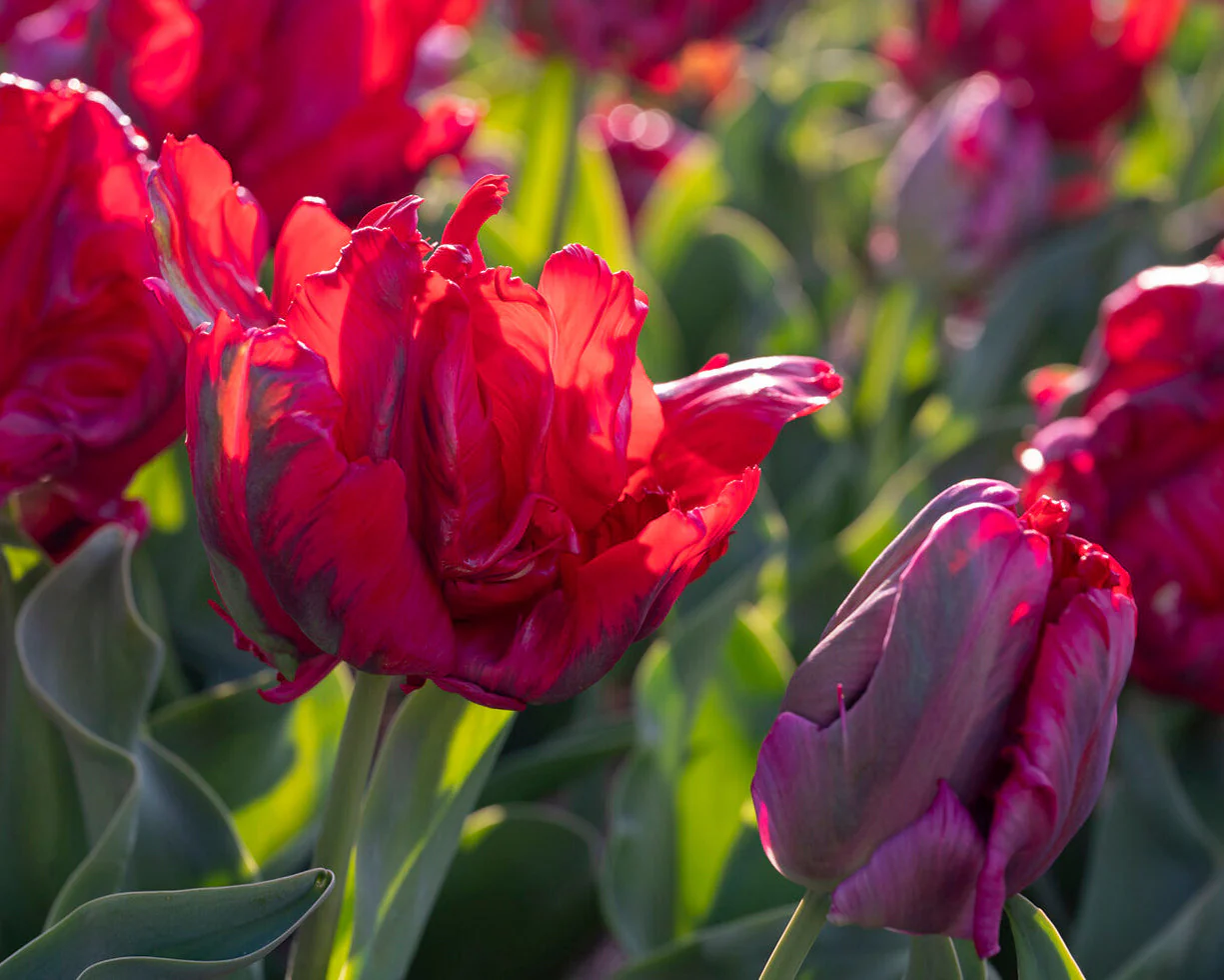 Tulip 'Red Madonna' - Image 2