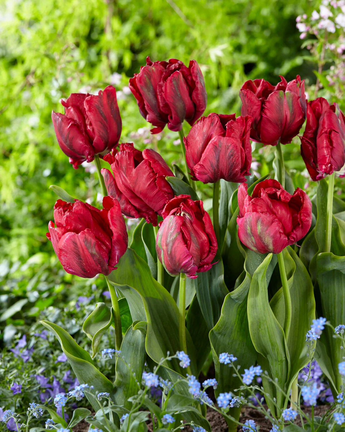 Tulip 'Red Madonna' - Image 4