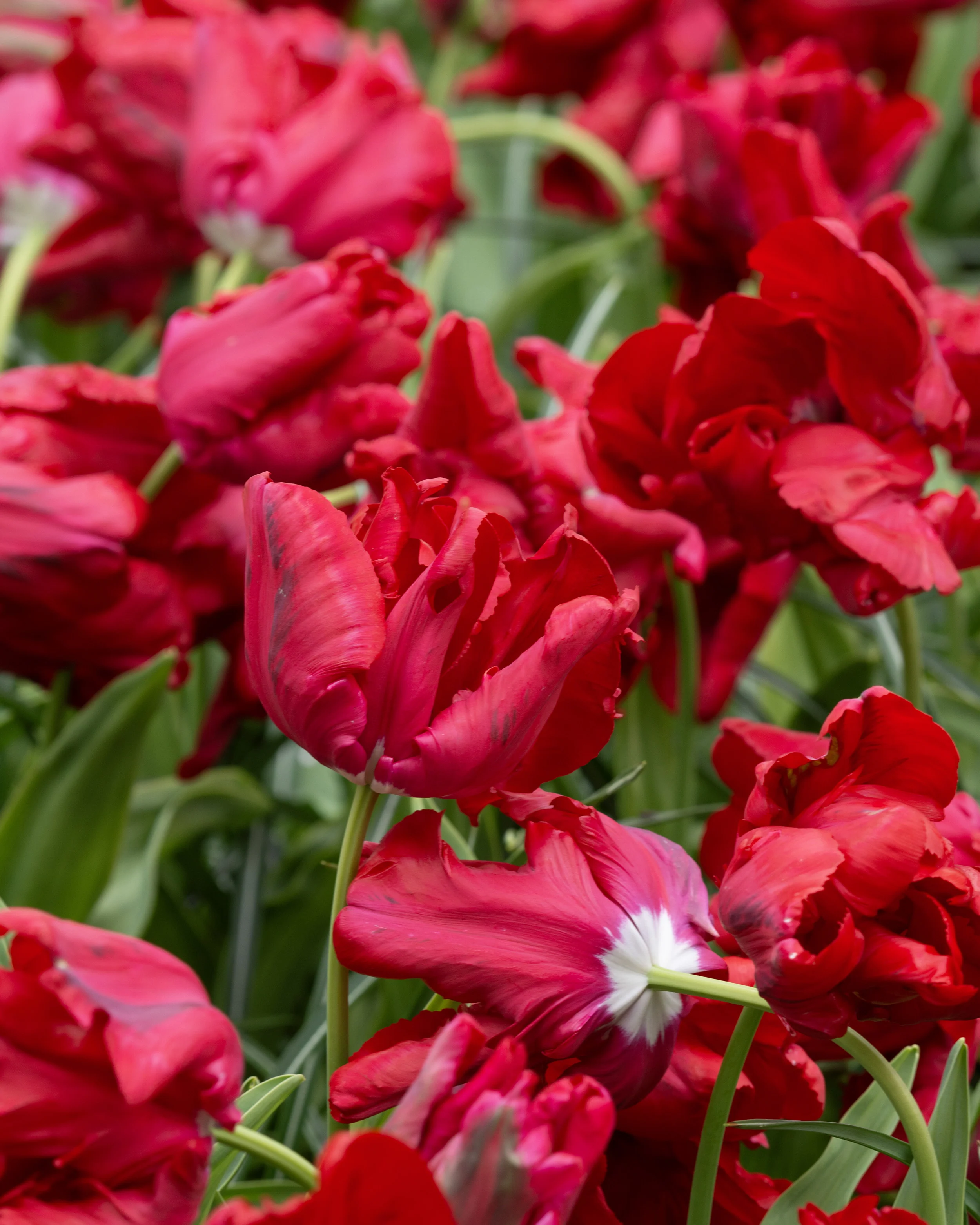 Tulip 'Red Madonna' - Image 5