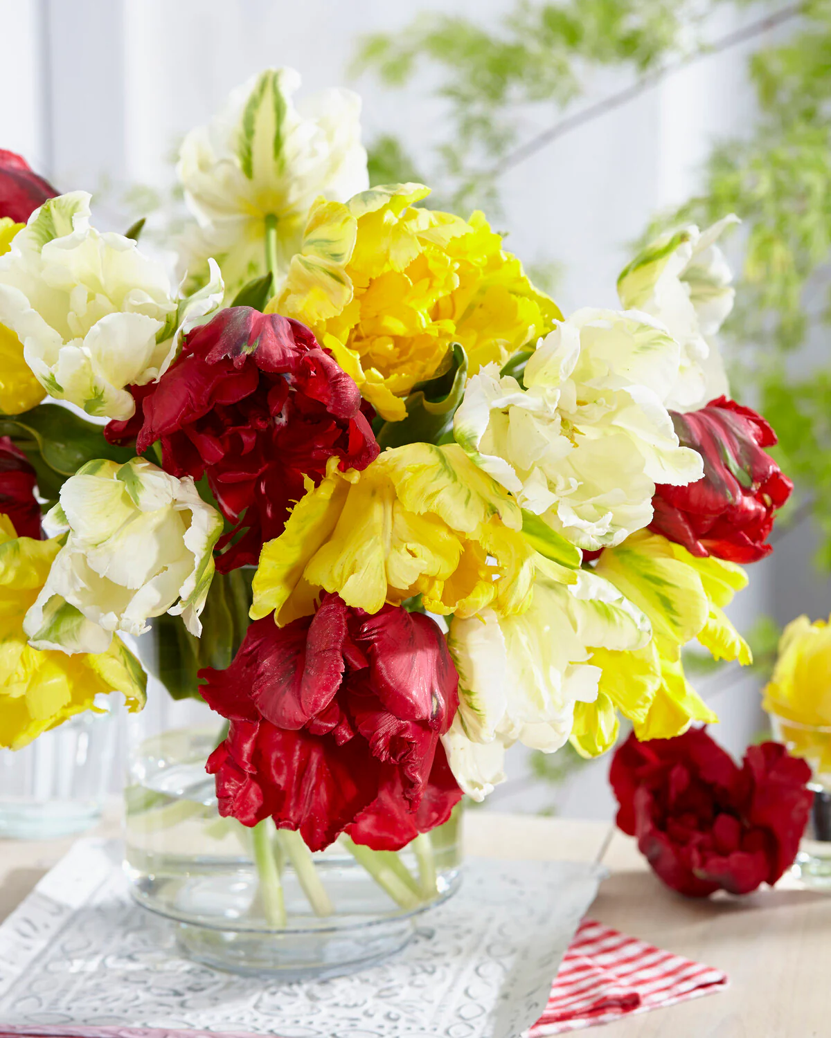 Tulip 'Red Madonna' - Image 8