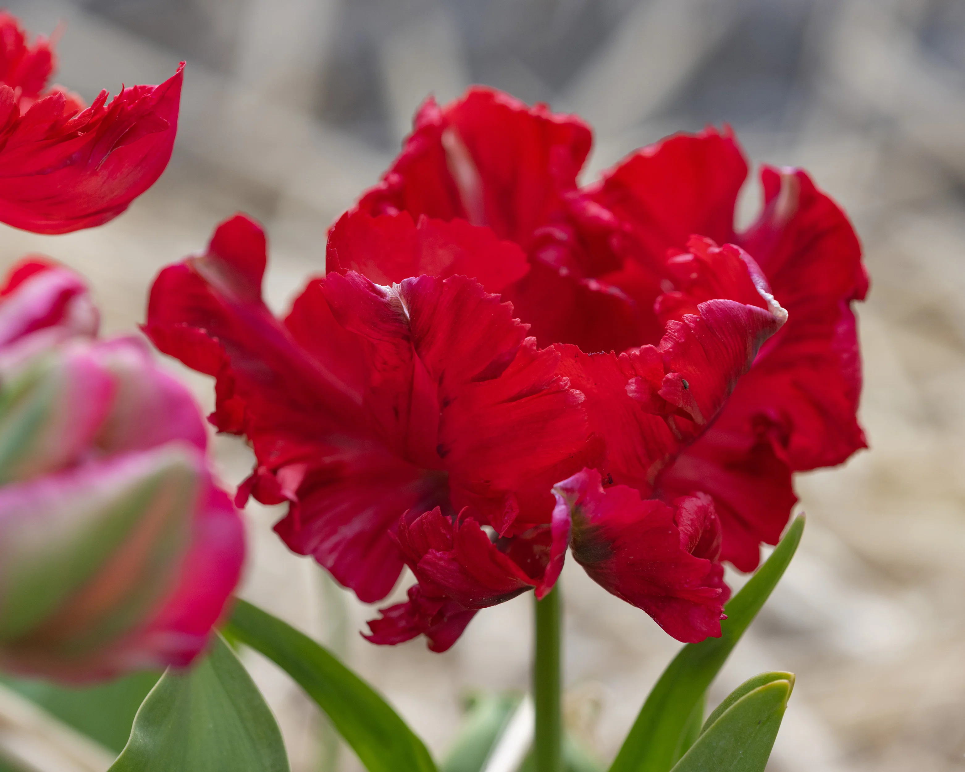 Tulip 'Red Madonna' - Image 9