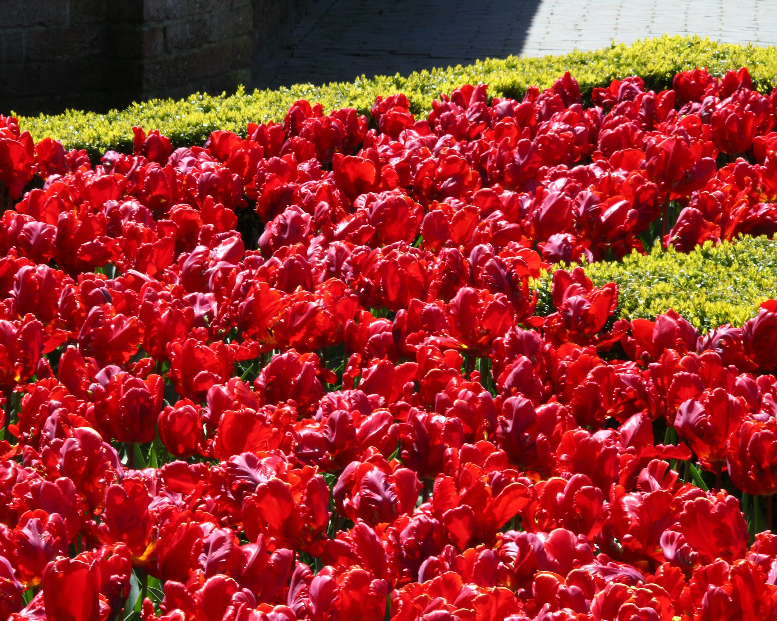 Tulip 'Red Parrot' - Image 2