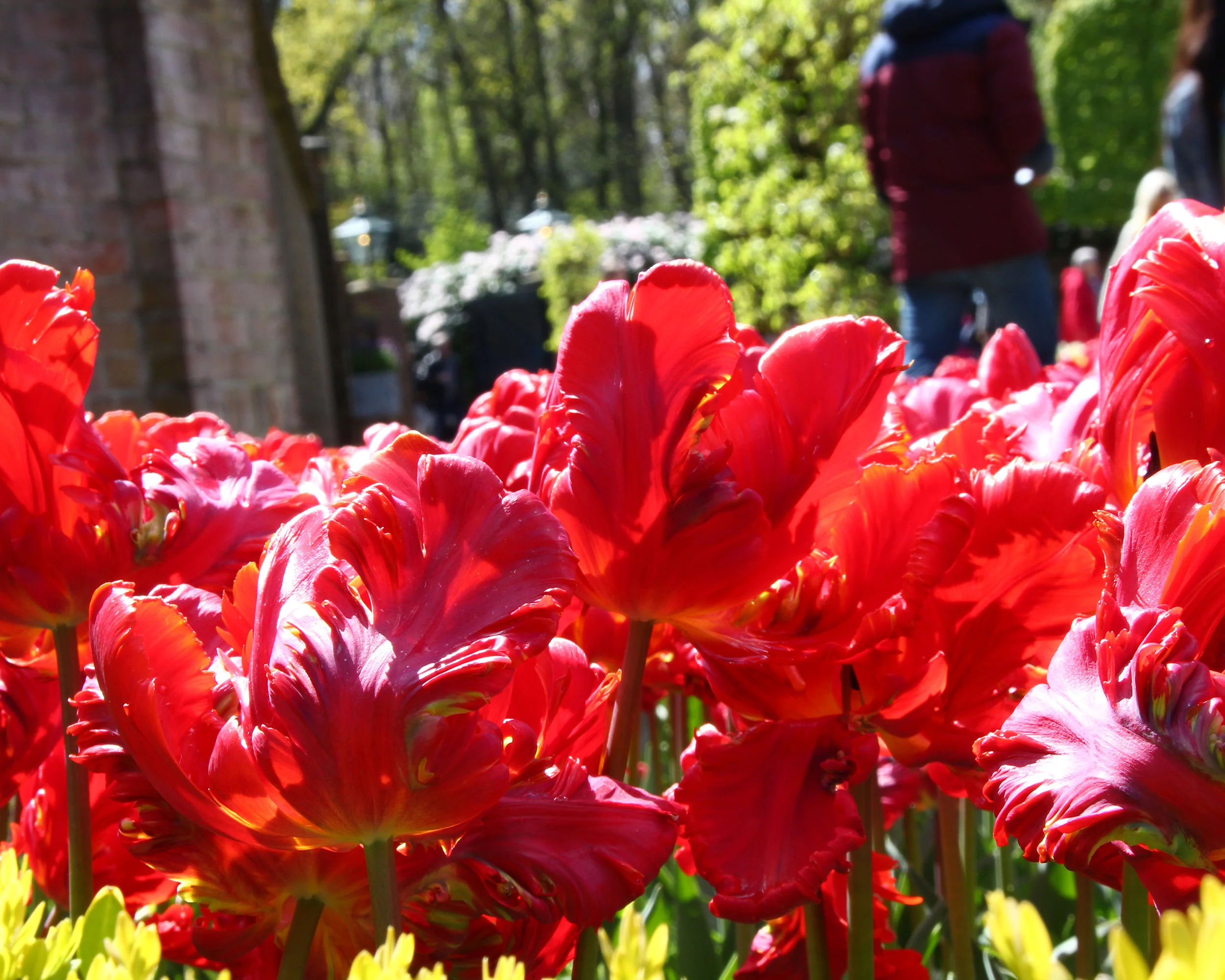 Tulip 'Red Parrot' - Image 3