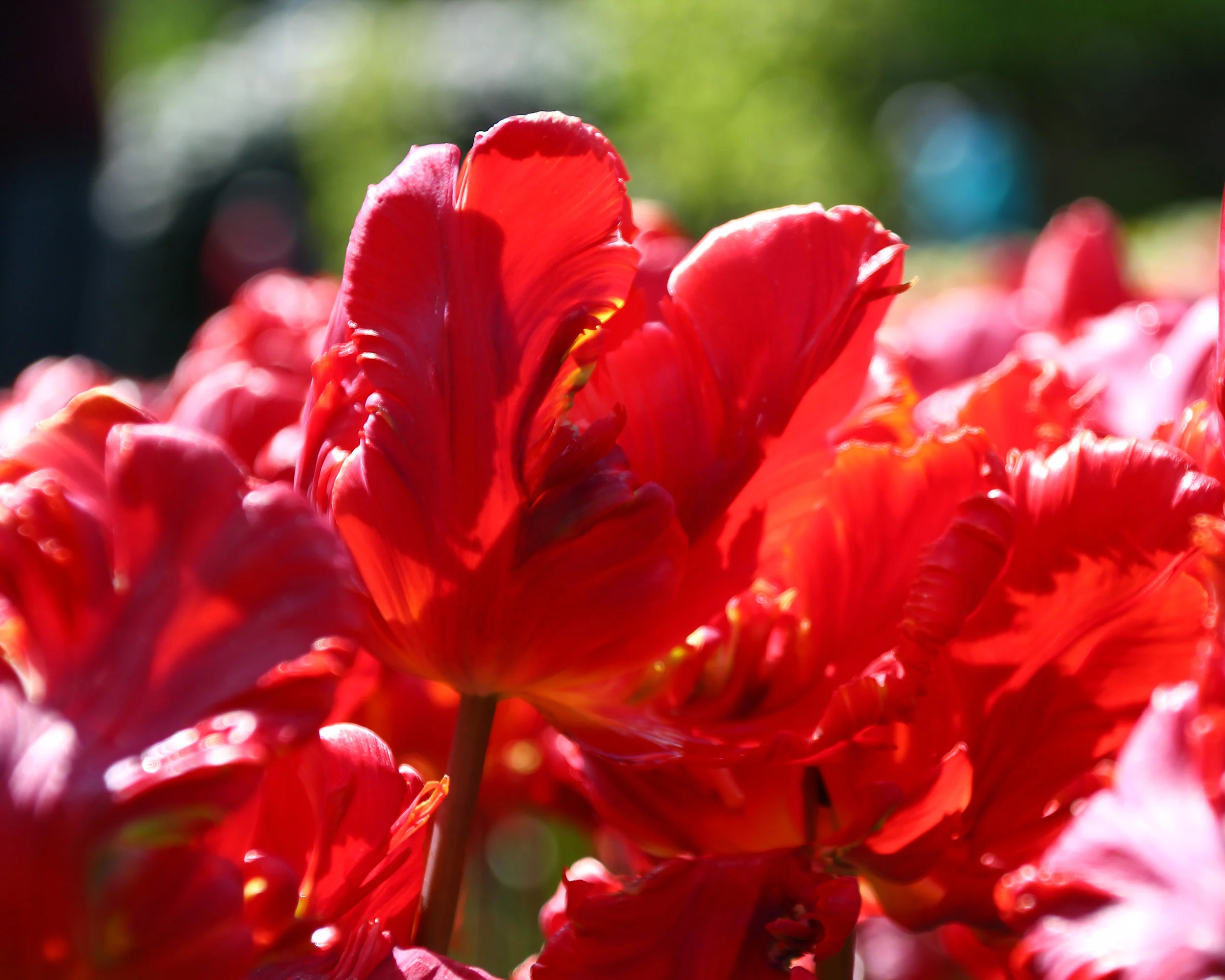 Tulip 'Red Parrot' - Image 5