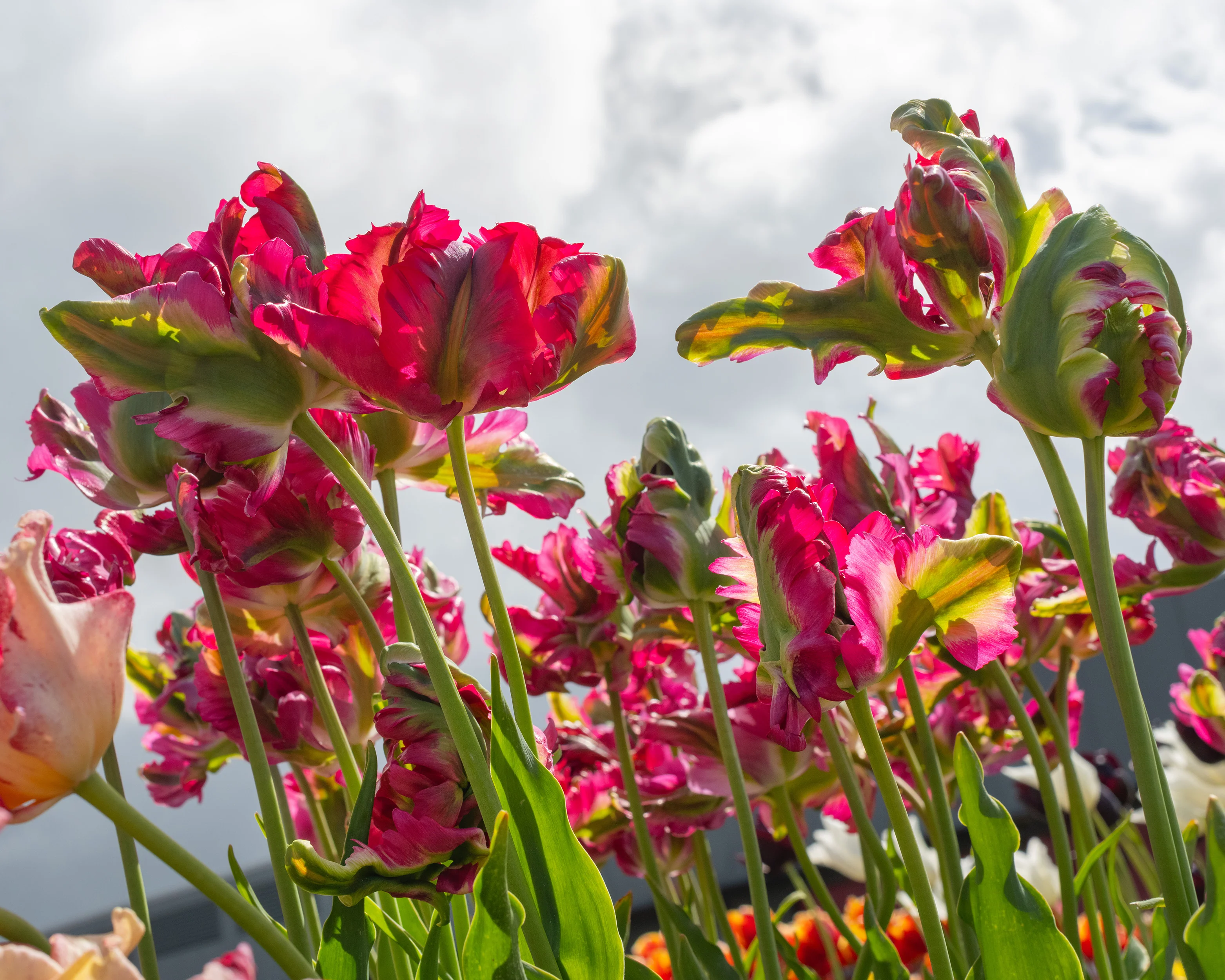 Tulip 'Red Wave' - Image 2