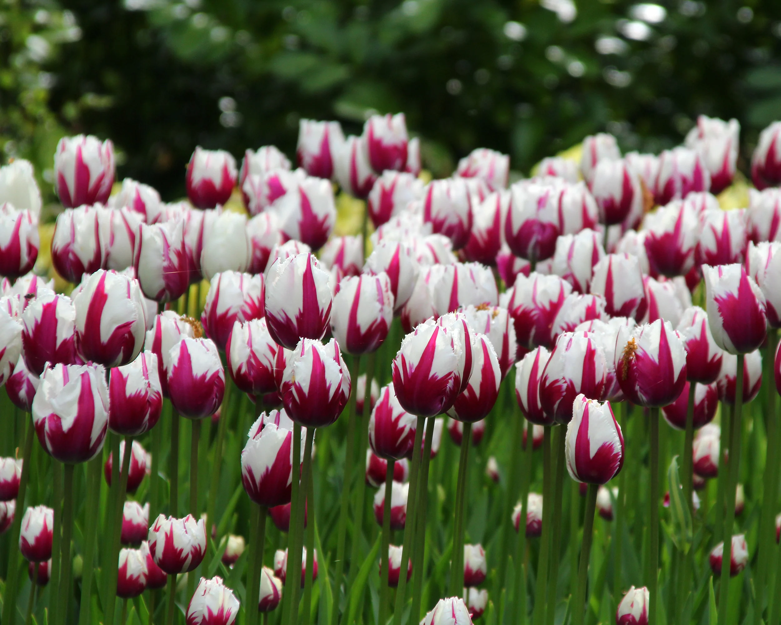 Tulip 'Rems Favourite' - Image 2