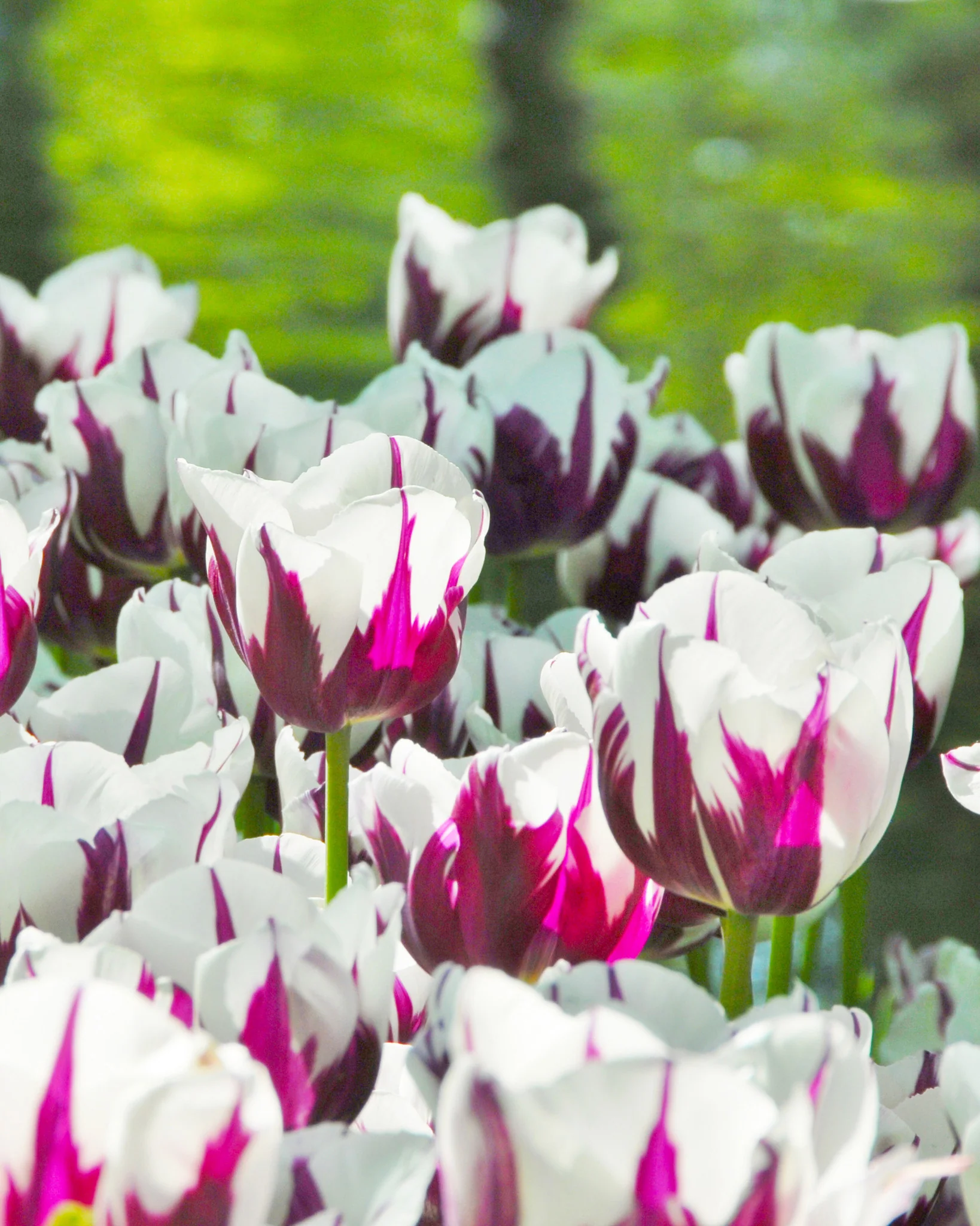 Tulip 'Rems Favourite' - Image 3
