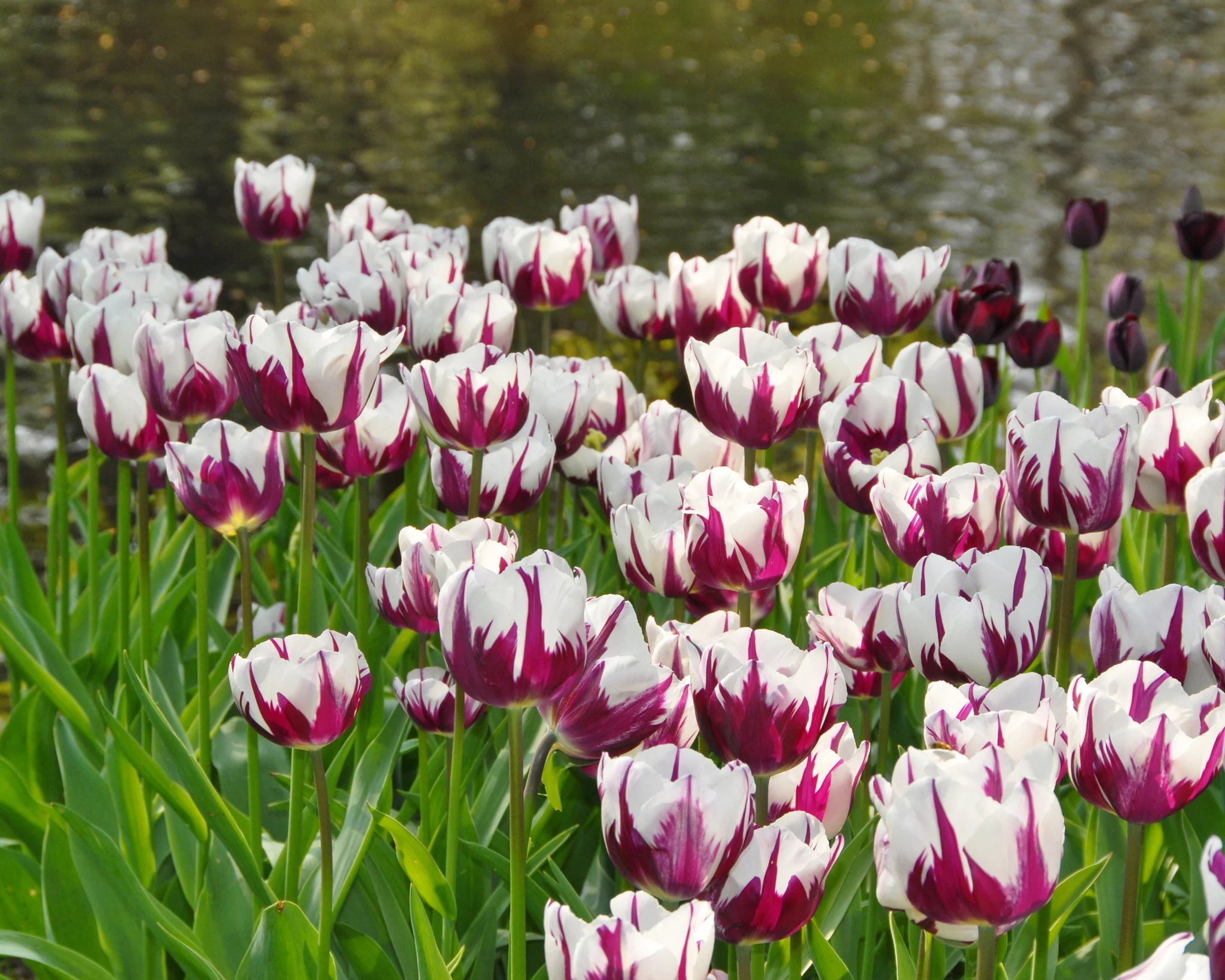 Tulip 'Rems Favourite' - Image 6