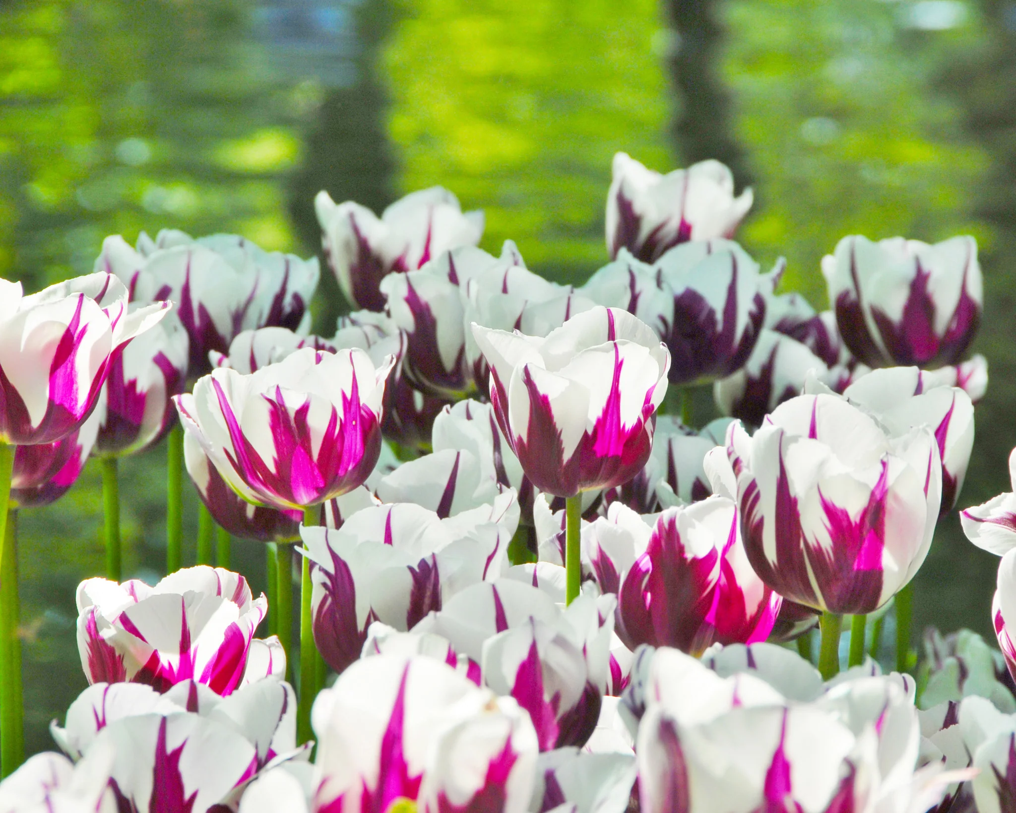 Tulip 'Rems Favourite' - Image 7