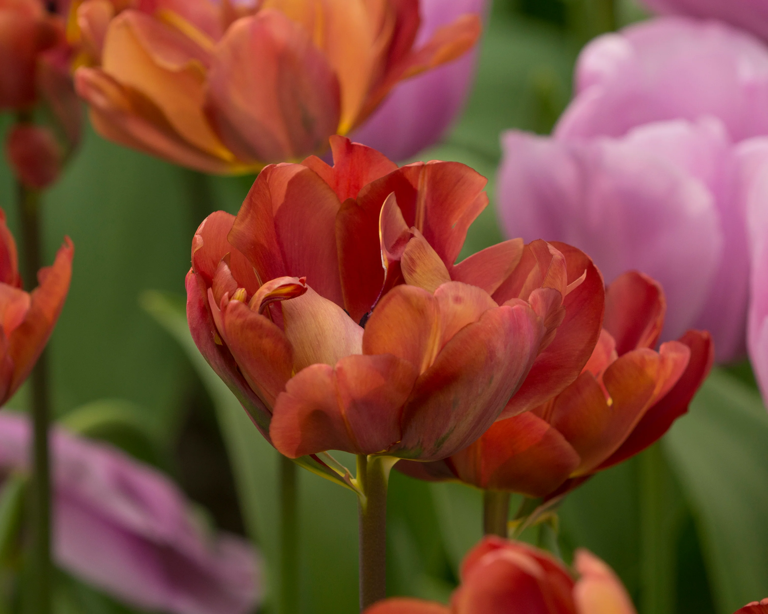 Tulip 'Ridgedale' - Image 3