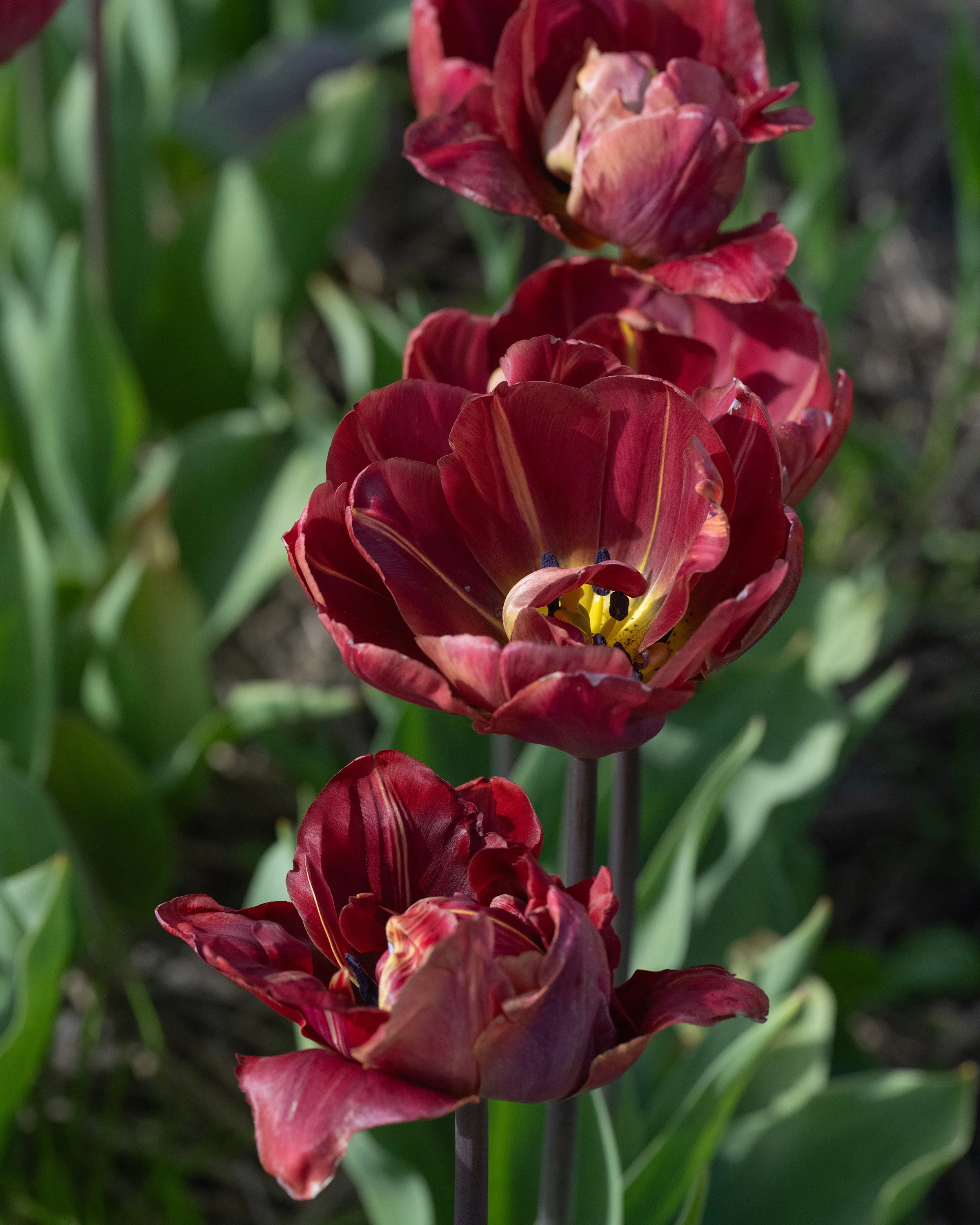Tulip 'Ridgedale' - Image 4