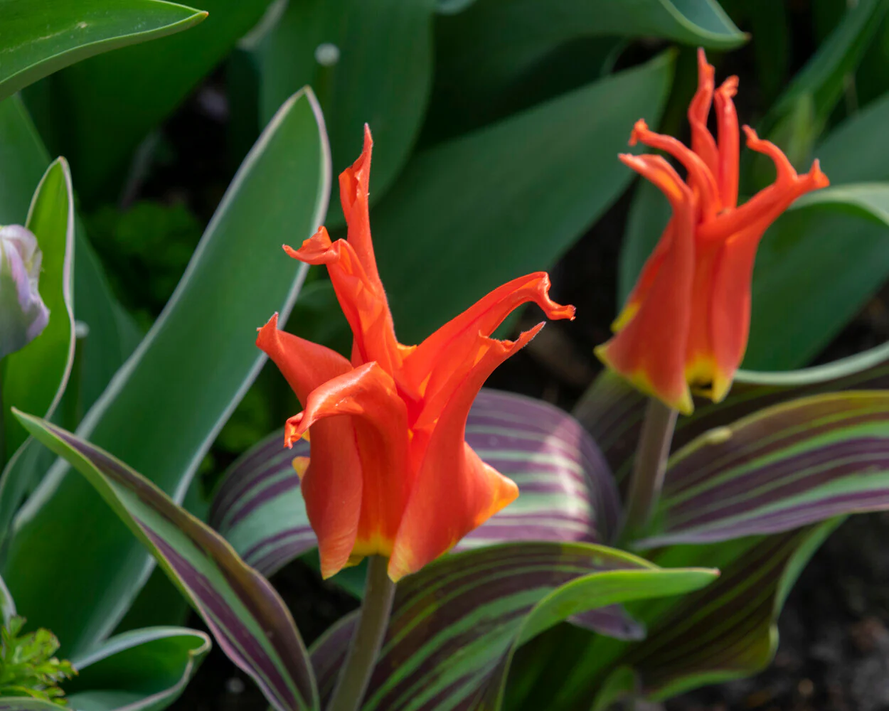 Tulip 'Rigas Barikades' - Image 10