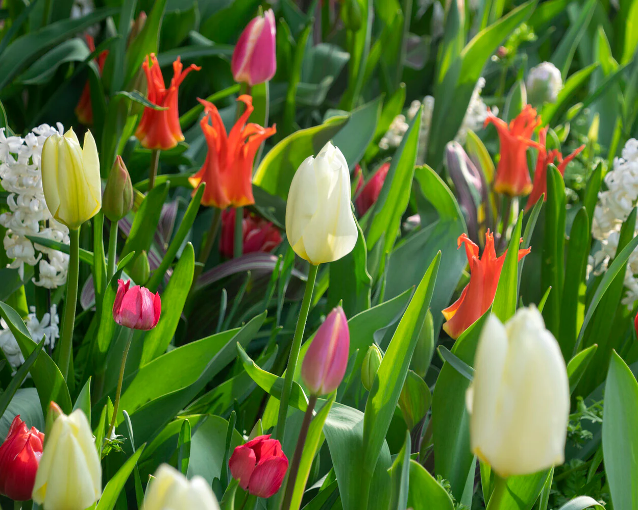 Tulip 'Rigas Barikades' - Image 13
