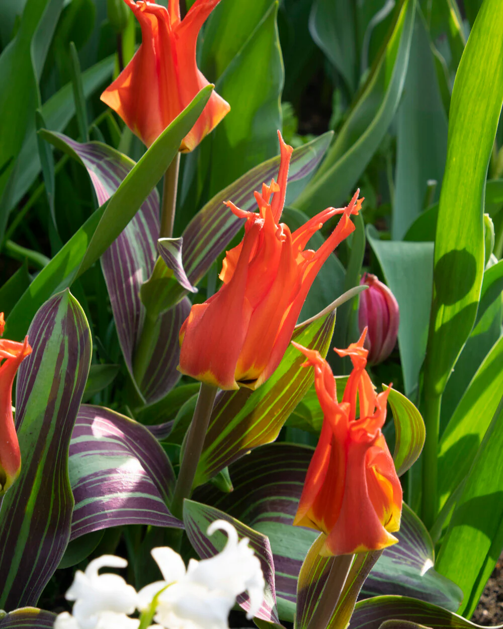 Tulip 'Rigas Barikades' - Image 14
