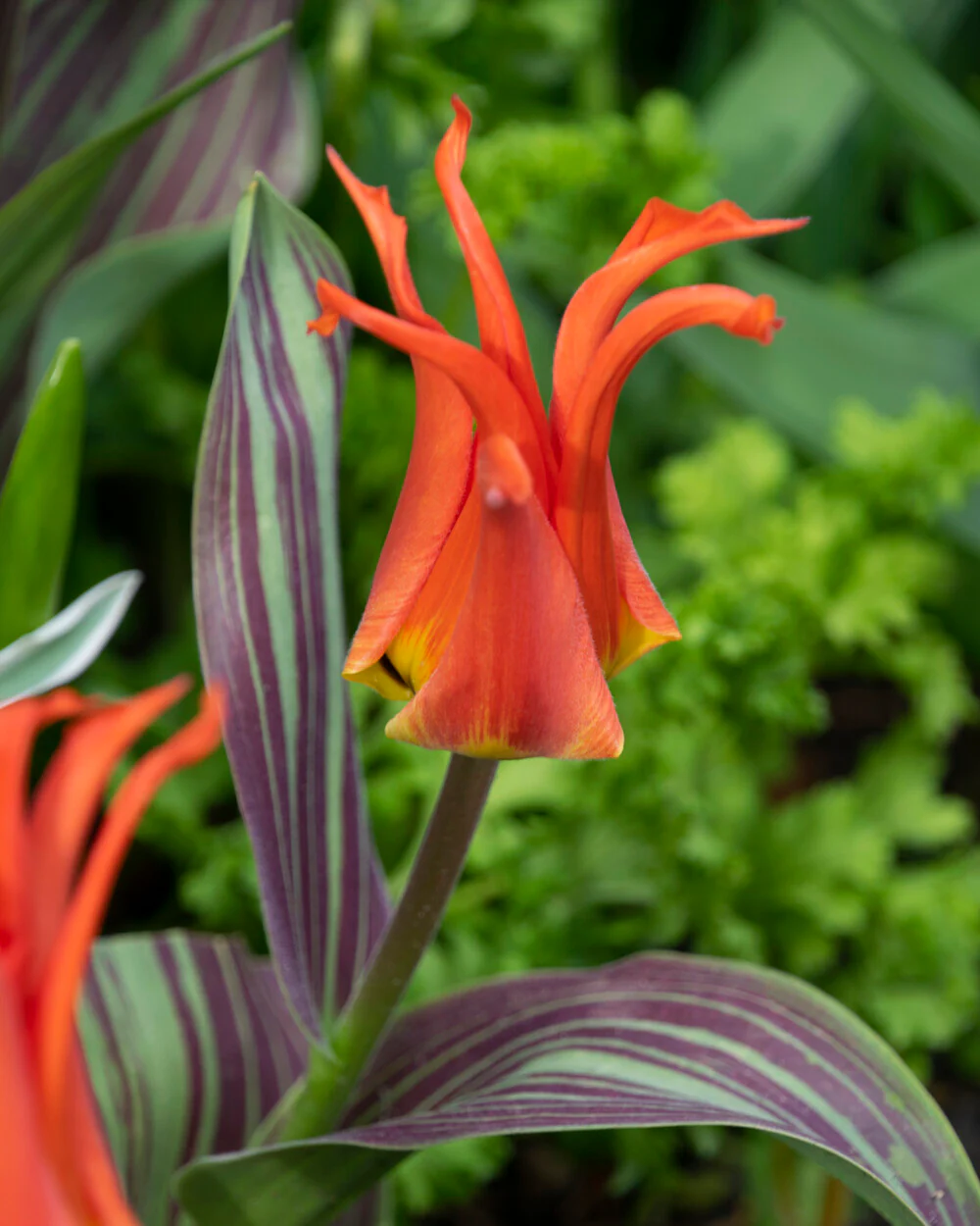 Tulip 'Rigas Barikades' - Image 3