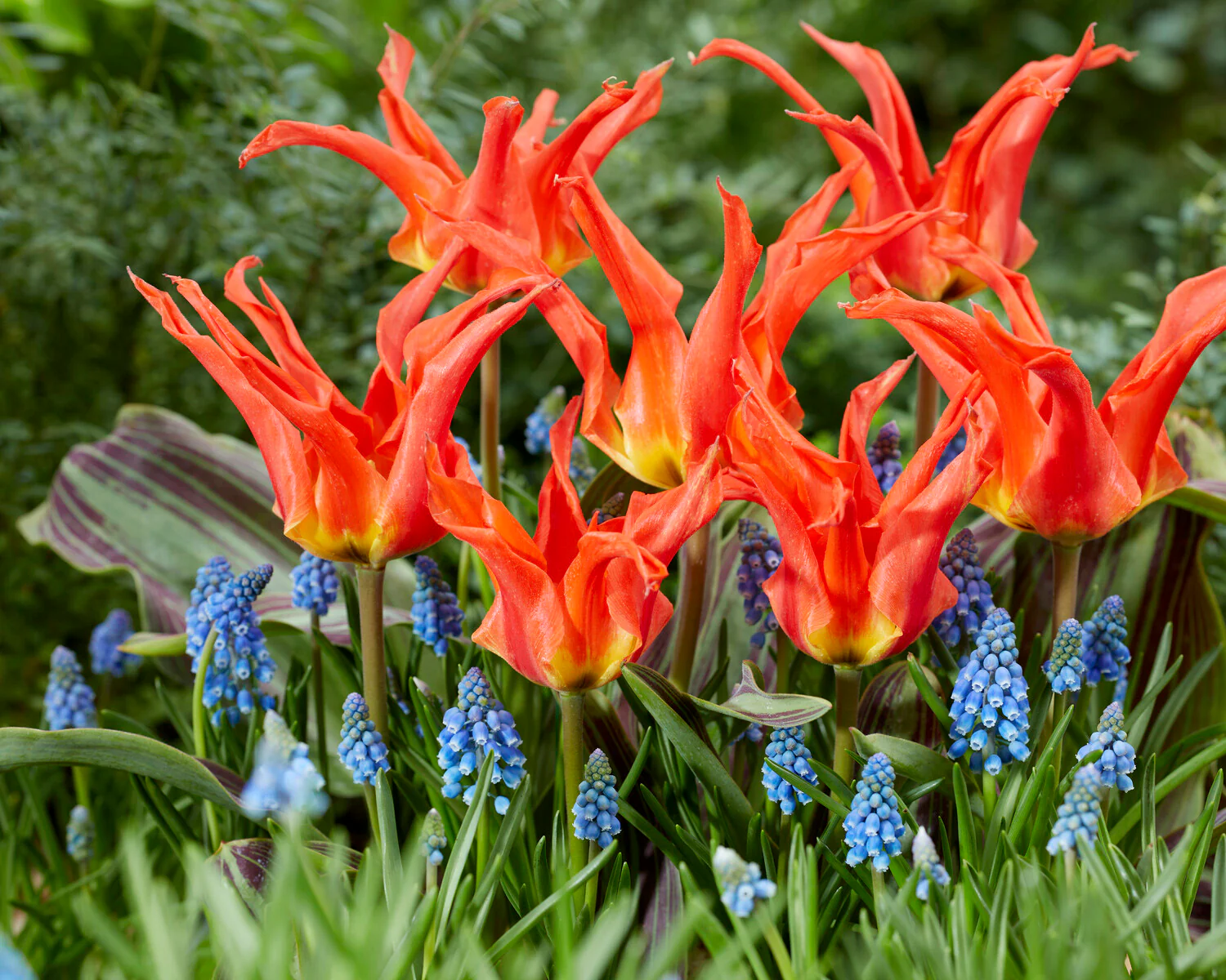 Tulip 'Rigas Barikades' - Image 6