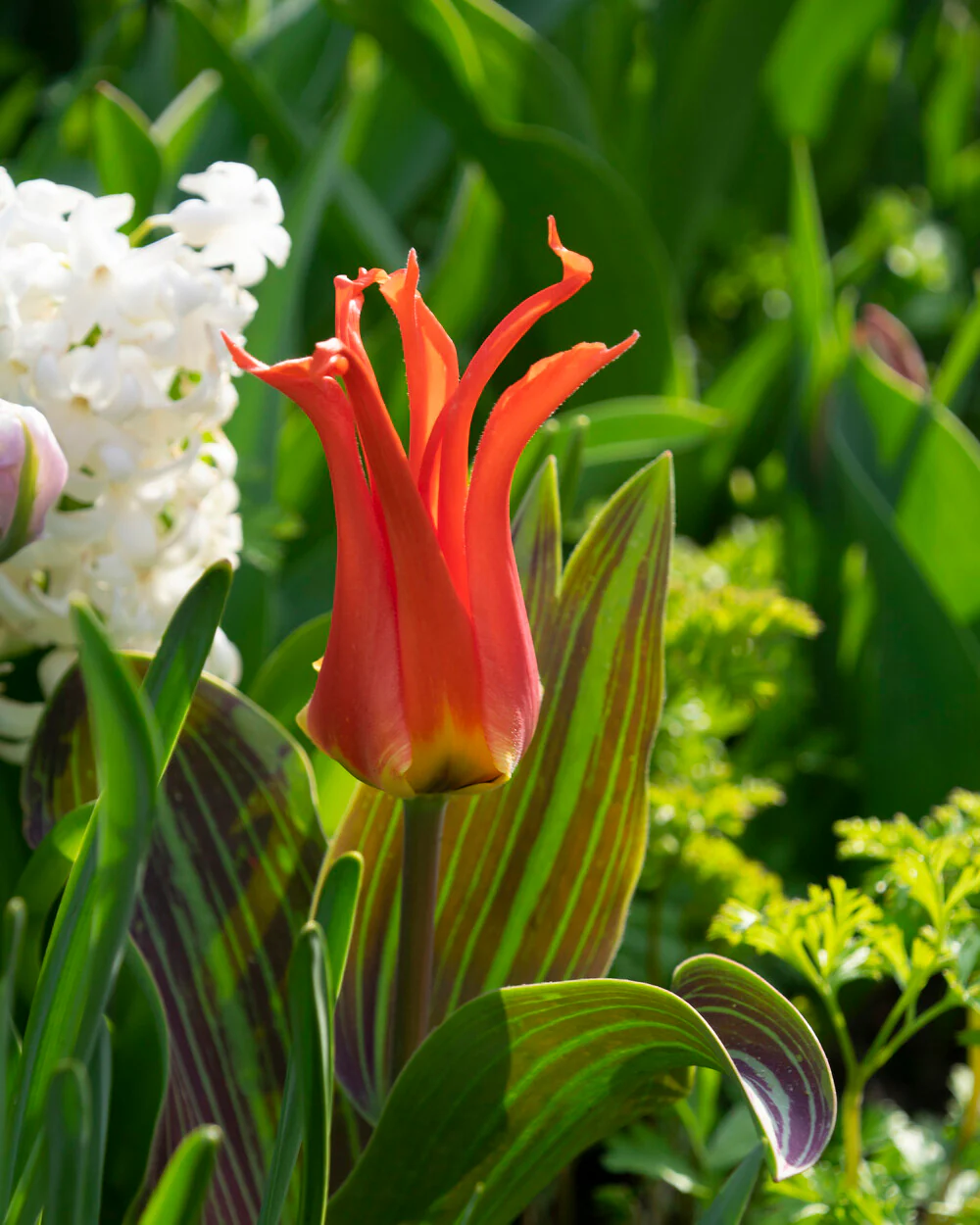 Tulip 'Rigas Barikades' - Image 7