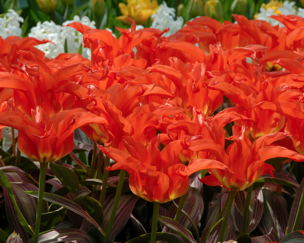 Tulip 'Rigas Barikades' - Image 8