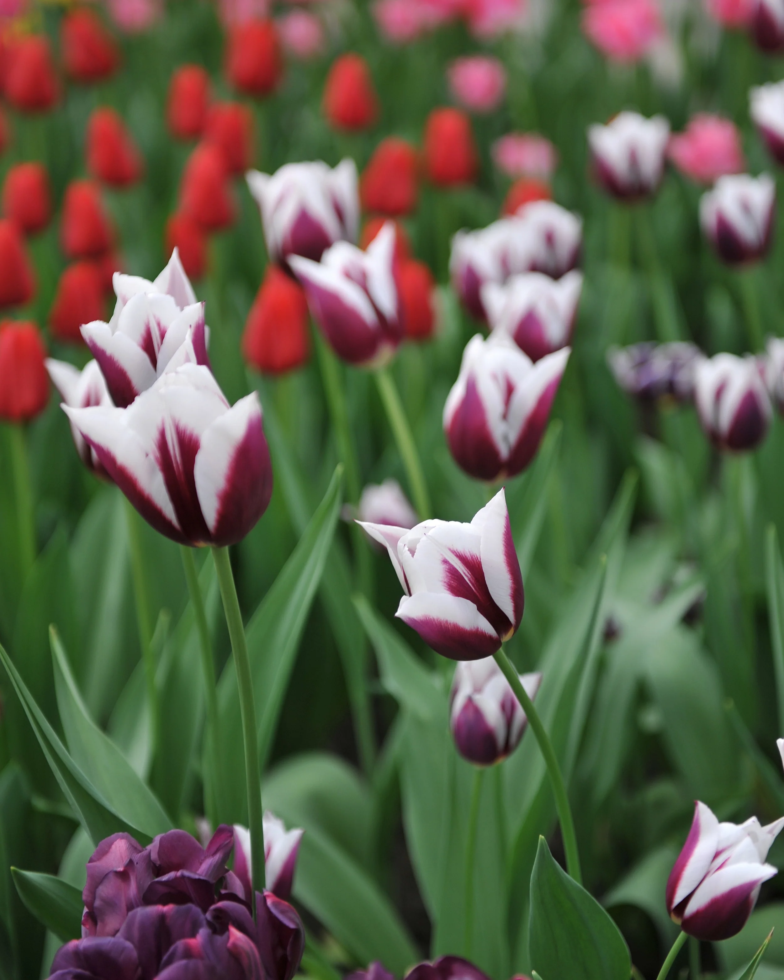 Tulip 'Rimini' - Image 6