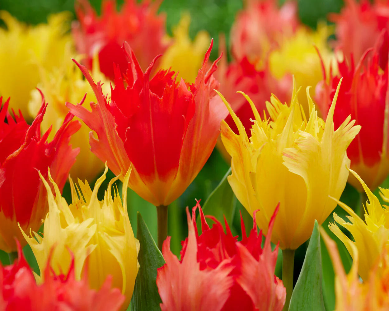 Tulip 'Robbedoes' - Image 4