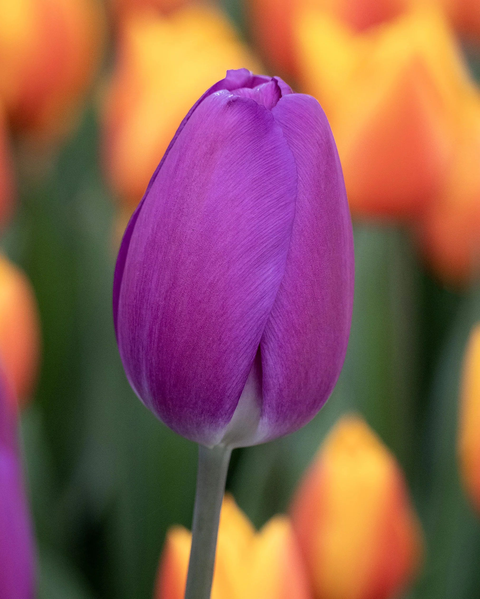 Tulip 'Roeska'