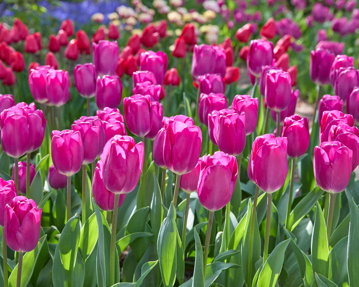 Tulip 'Roeska' - Image 10