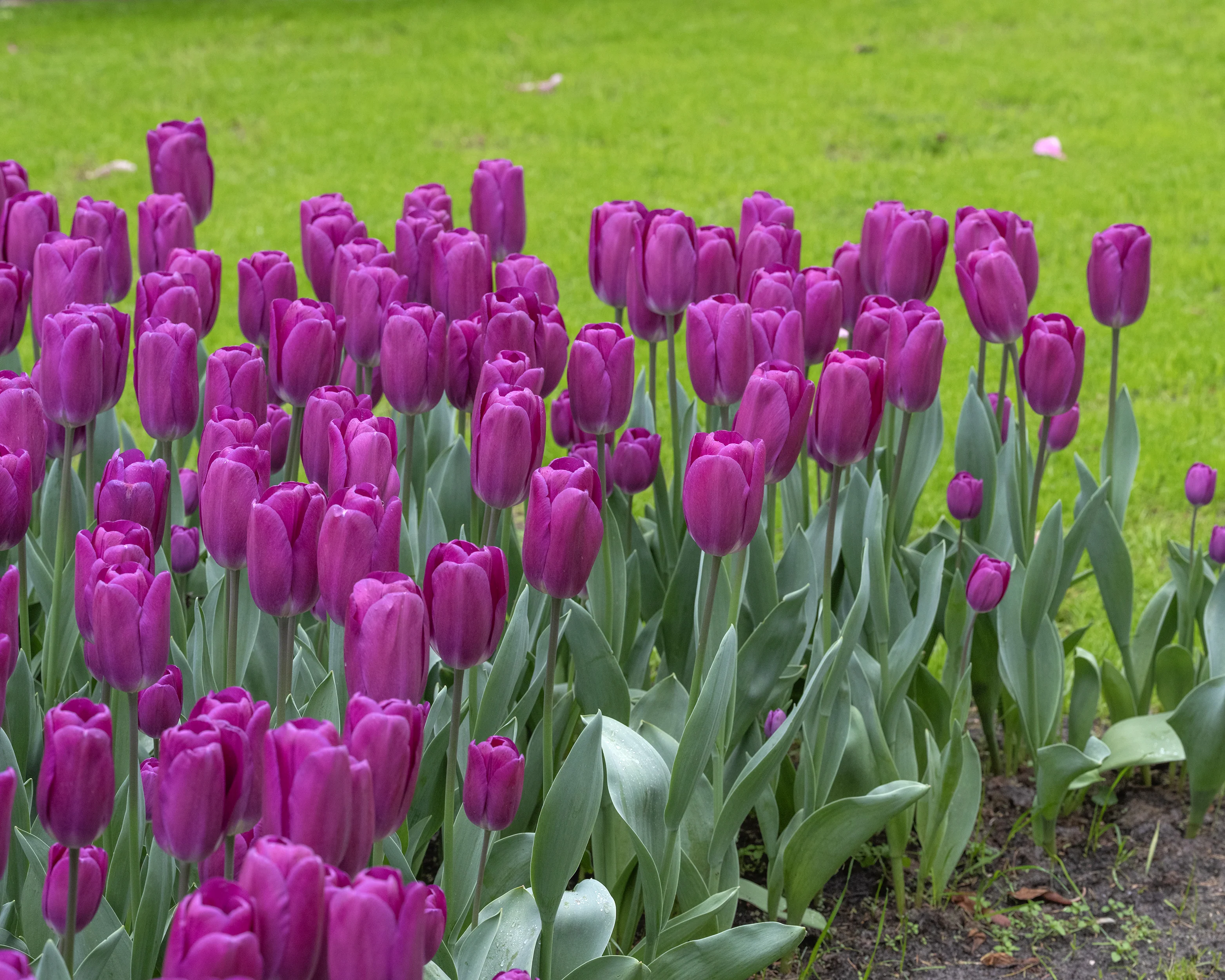 Tulip 'Roeska' - Image 2