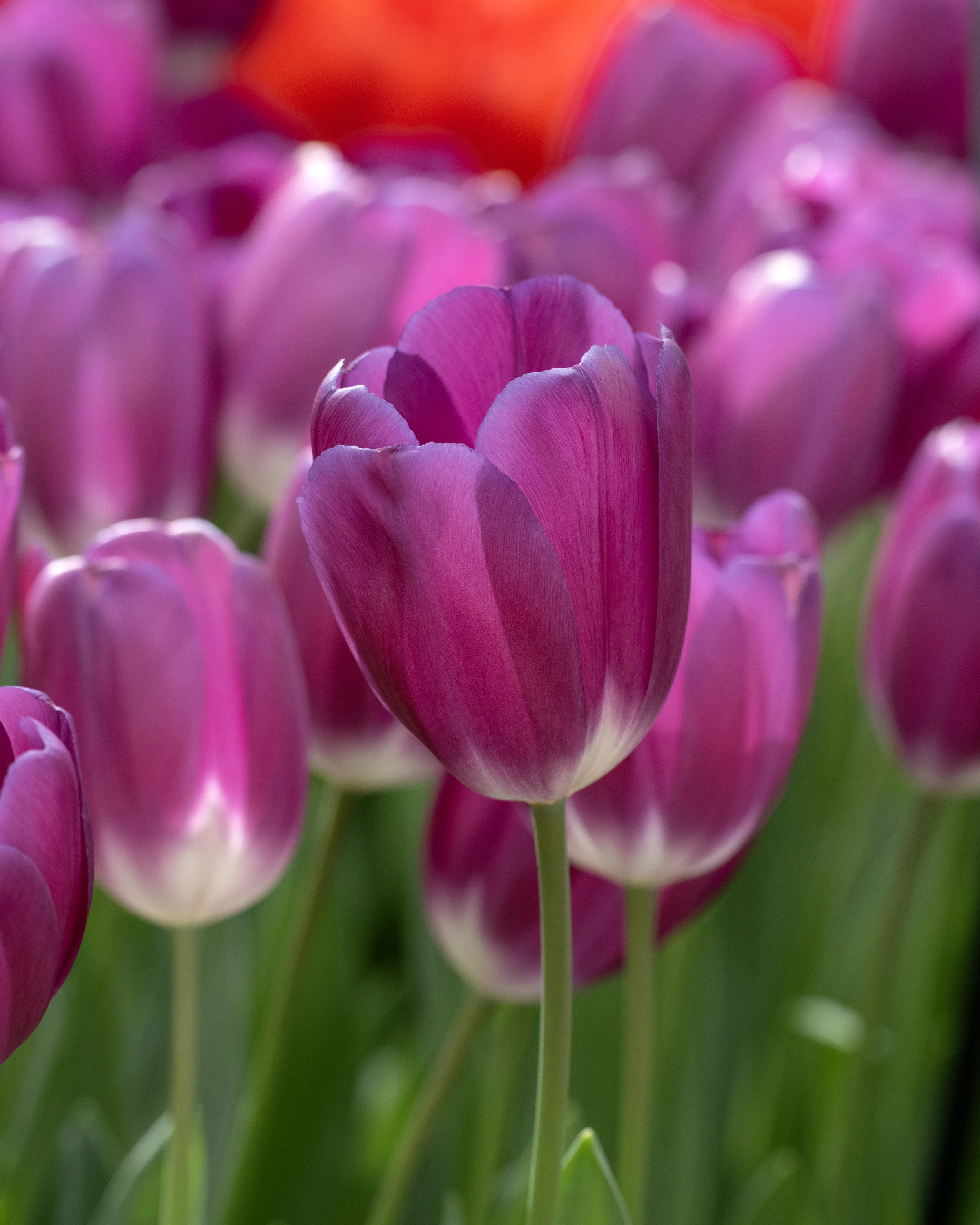 Tulip 'Roeska' - Image 3