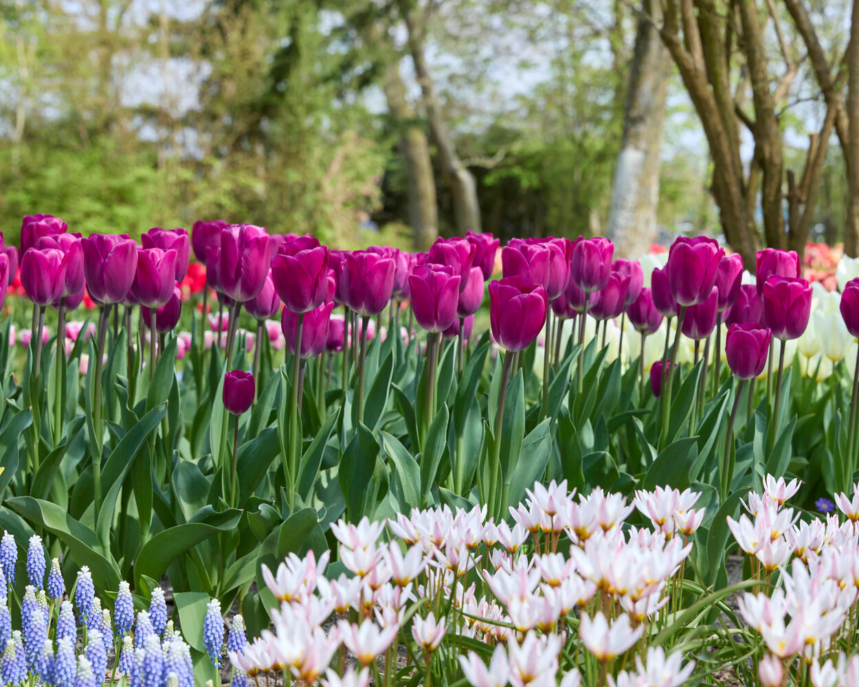 Tulip 'Roeska' - Image 4