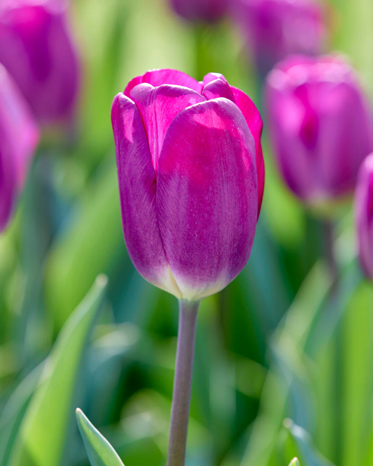Tulip 'Roeska' - Image 5