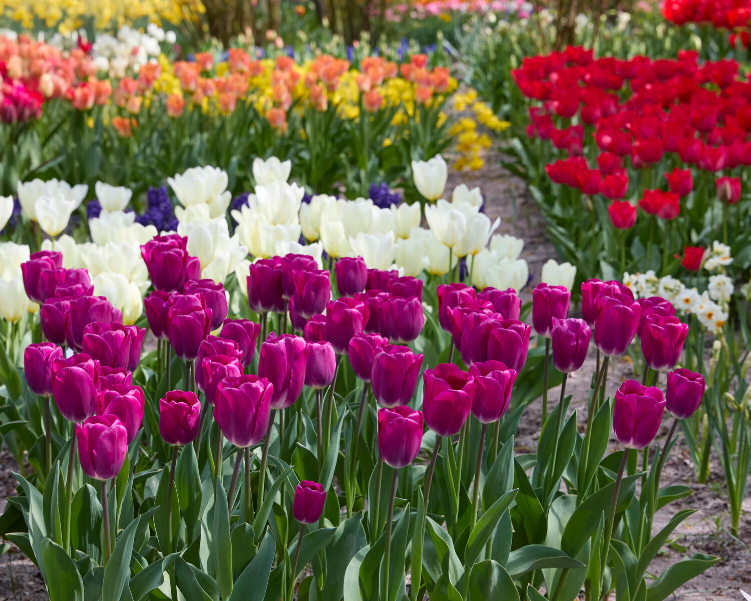 Tulip 'Roeska' - Image 6