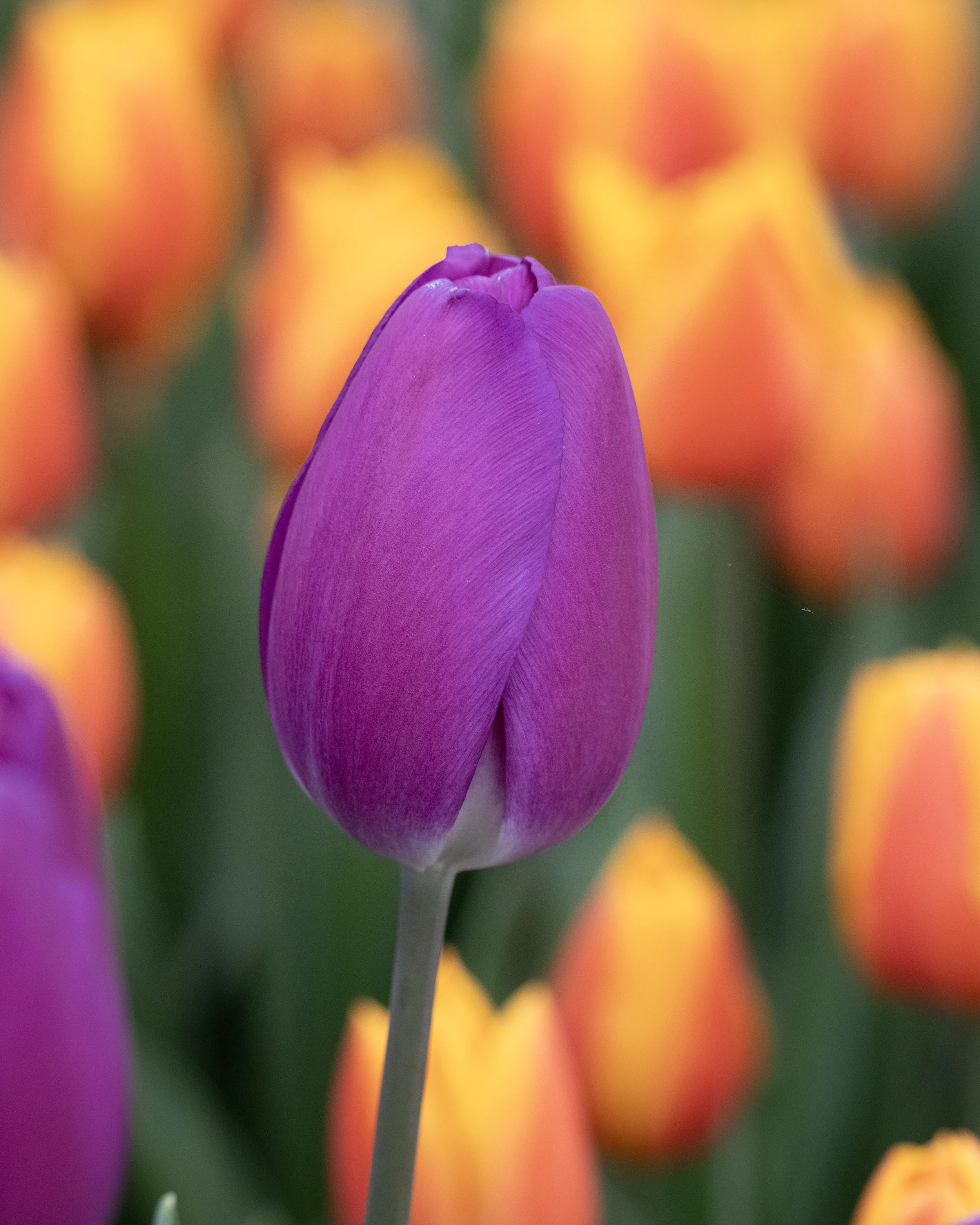 Tulip 'Roeska' - Image 7